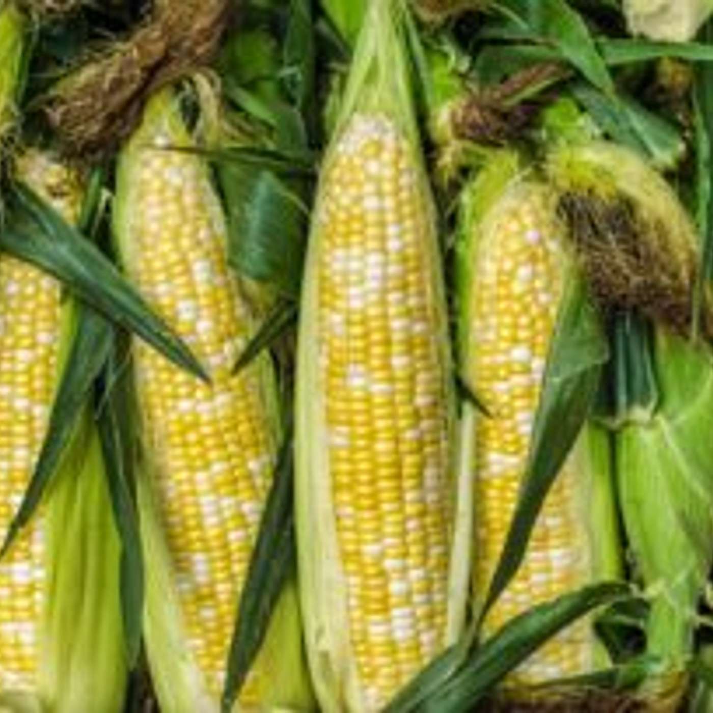 Mortimer Farms to Celebrate Watermelon - Sweet Corn Festival in August episode artwork