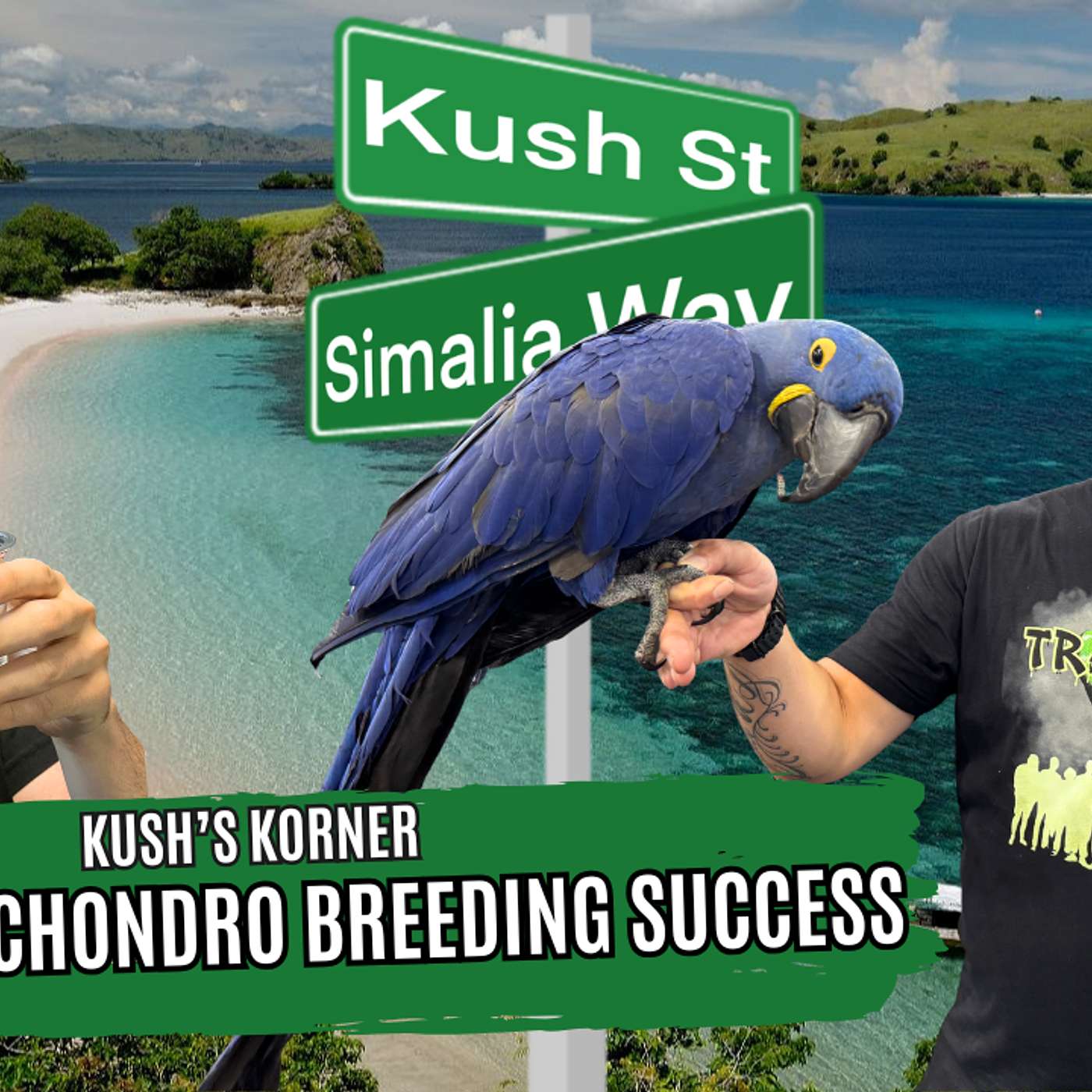 How MJ Went 70/70 Breeding Chondros In 2025 | Kush's Korner Live