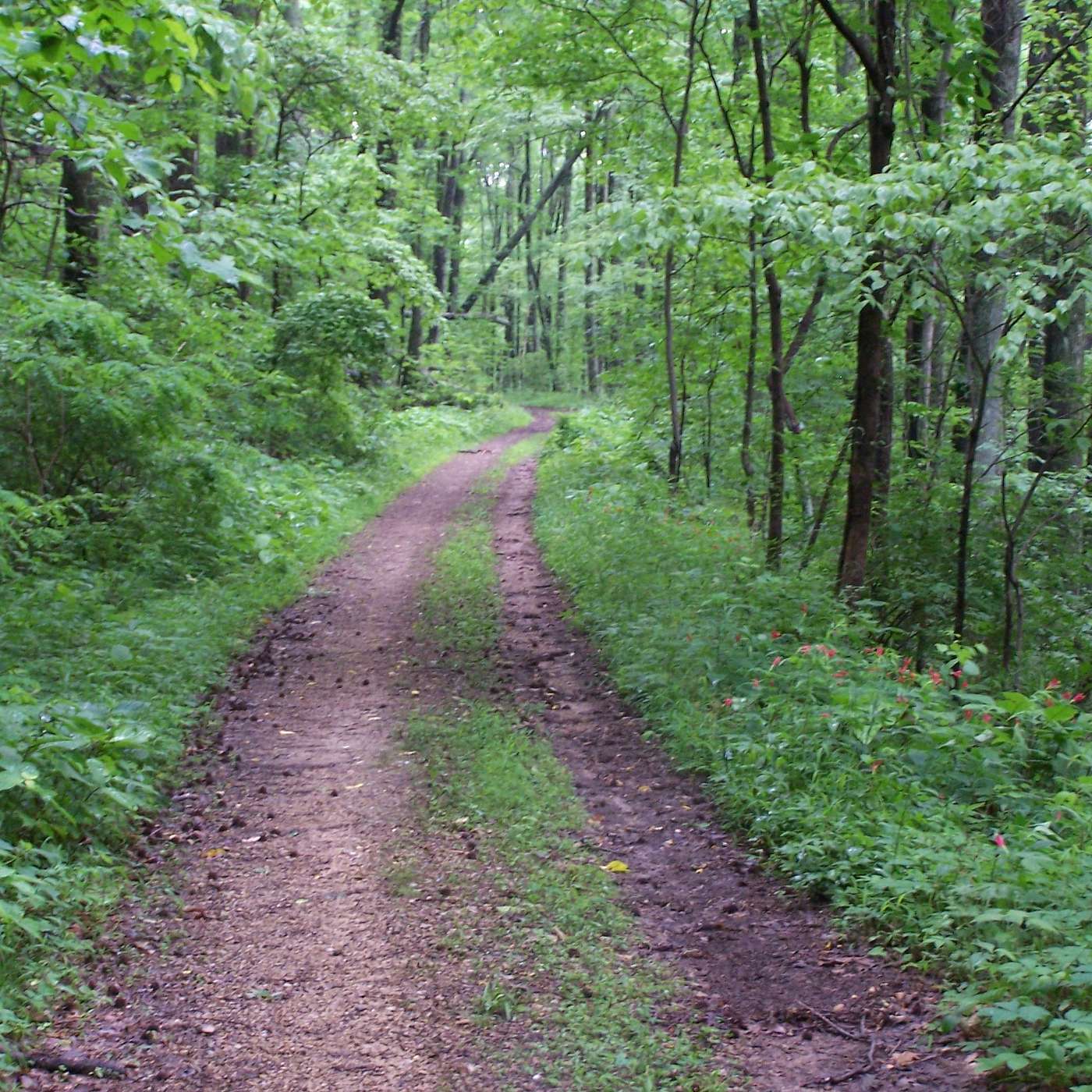 #060 The Value of Reconnecting with Nature