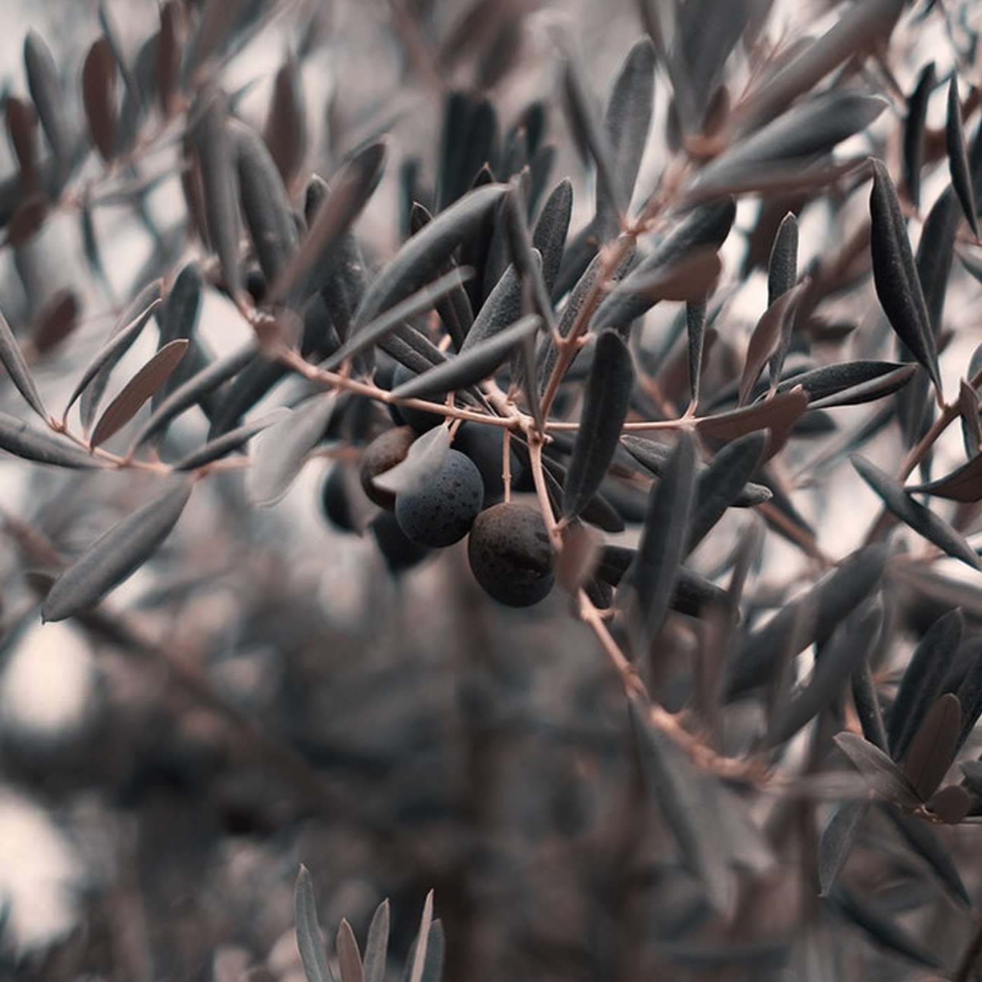 Romans: Broken Branches