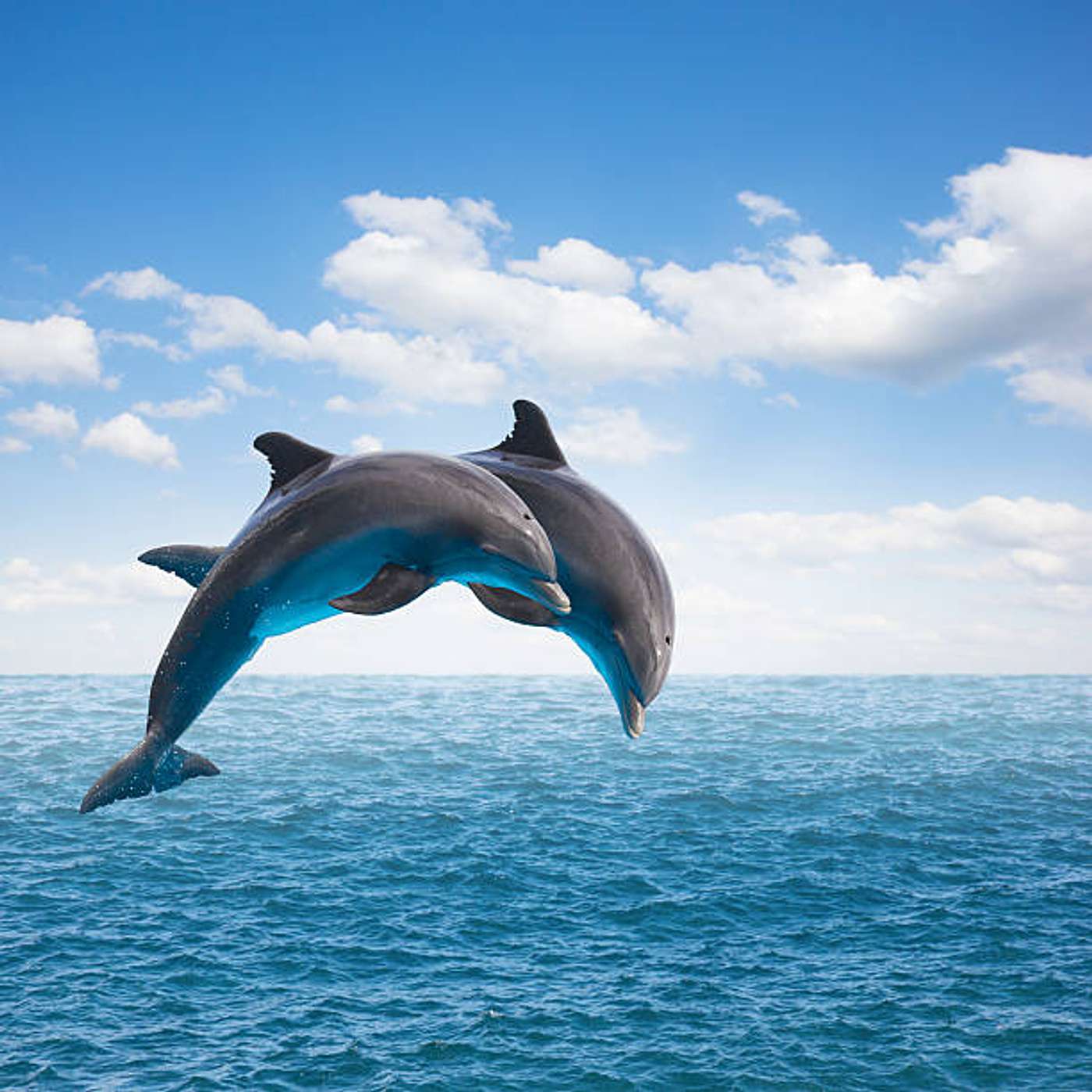Embracing the Wisdom of Dolphins and Whales with Healer Anne Gordon