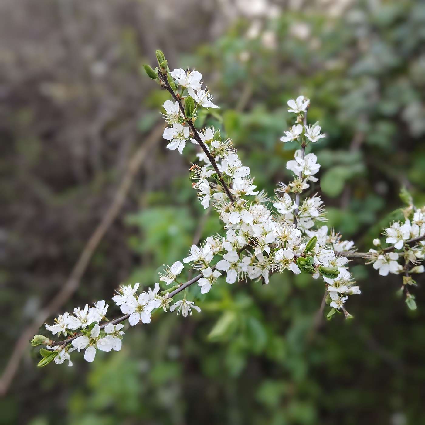 Between the Borrowing Days