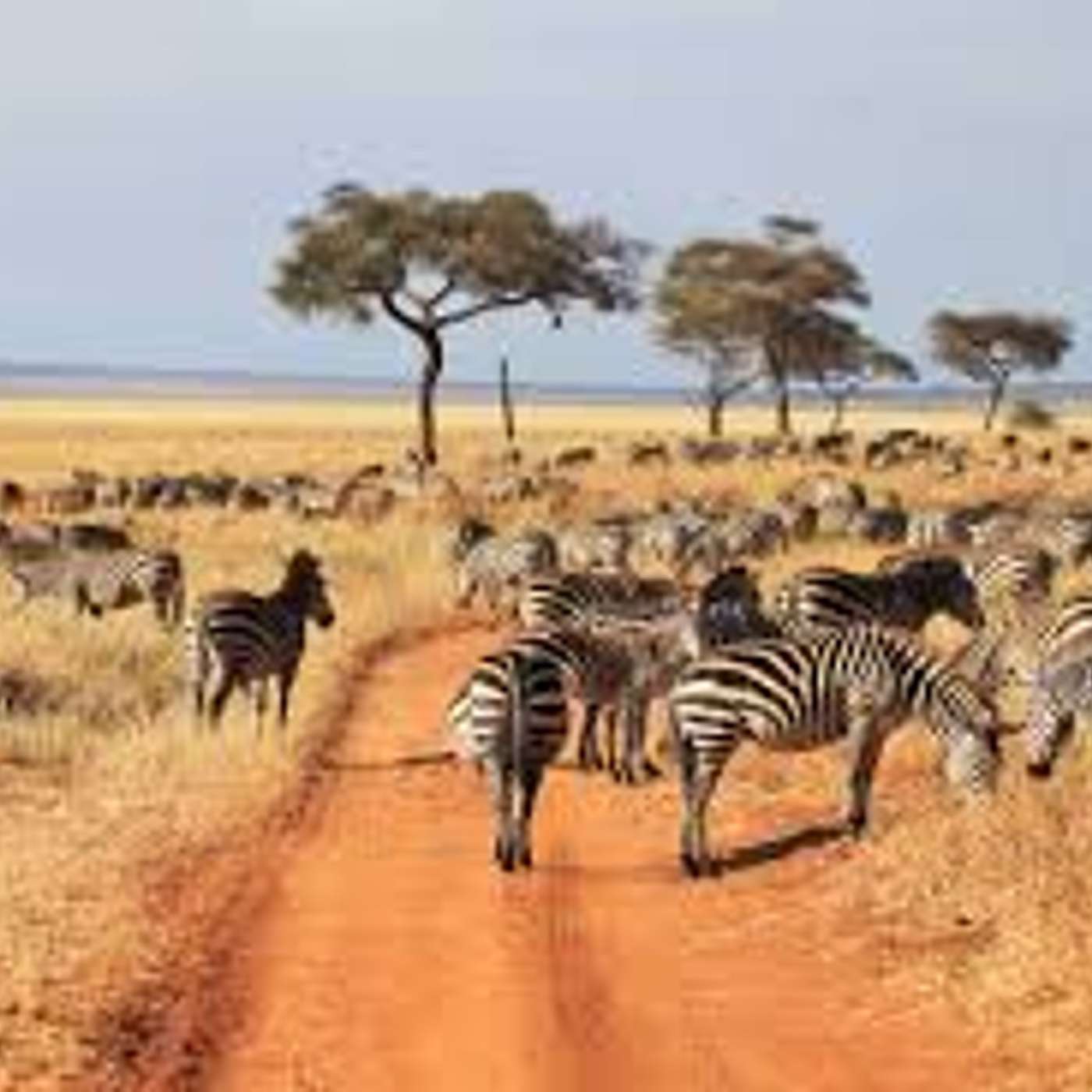 AFROSAFARI MEDIA