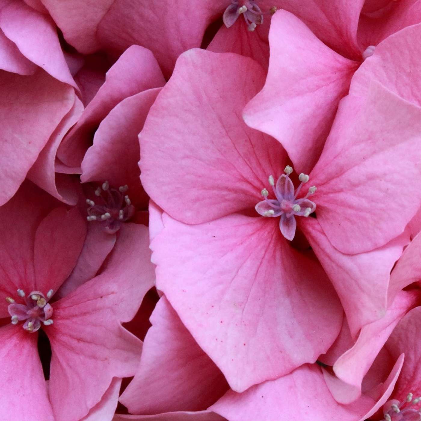 Cancer Is Courageous