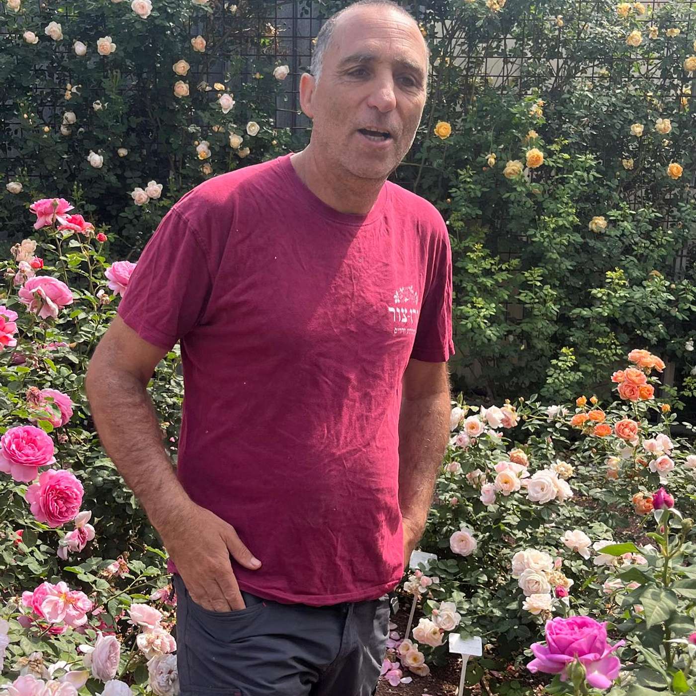 קרן צור מטפחים ורדים