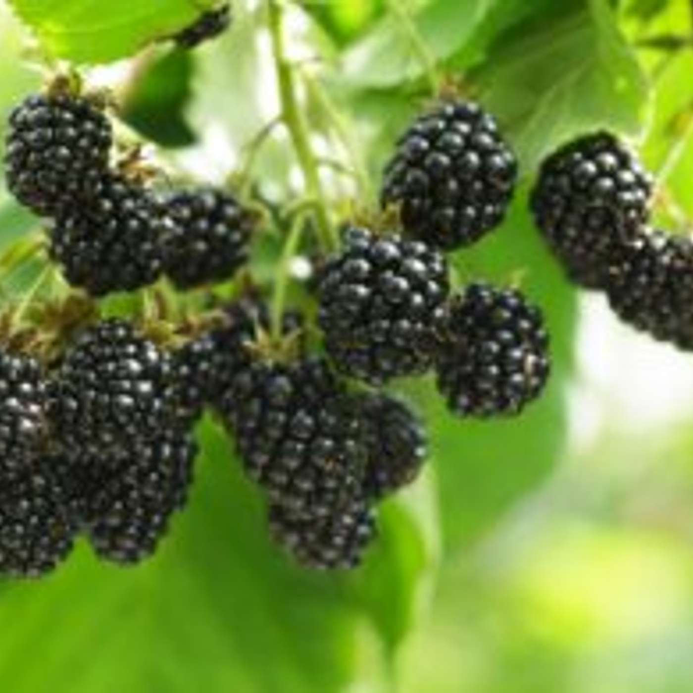 Mortimer Farms Announces 2026 Blackberry Festival episode artwork