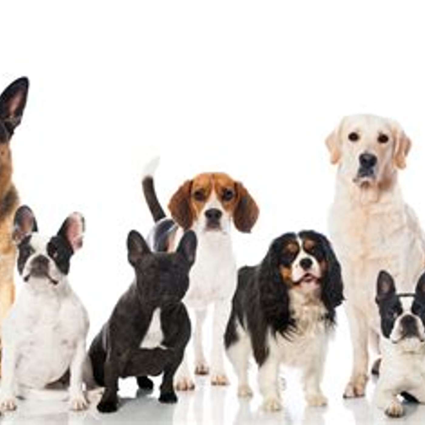 Dogs..one of my favorite animals,BUT!!! episode artwork