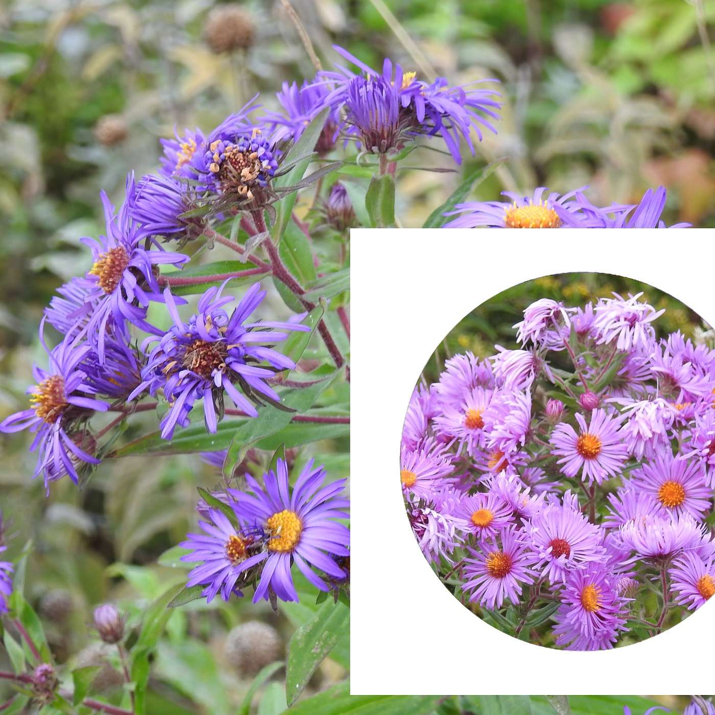 FLOWERING SEASON CONTINUES