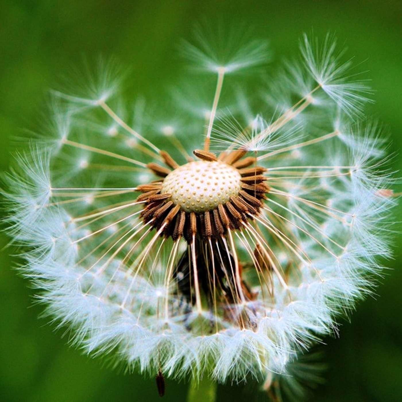 Episode 104: Dandelions & Other Yard Edibles