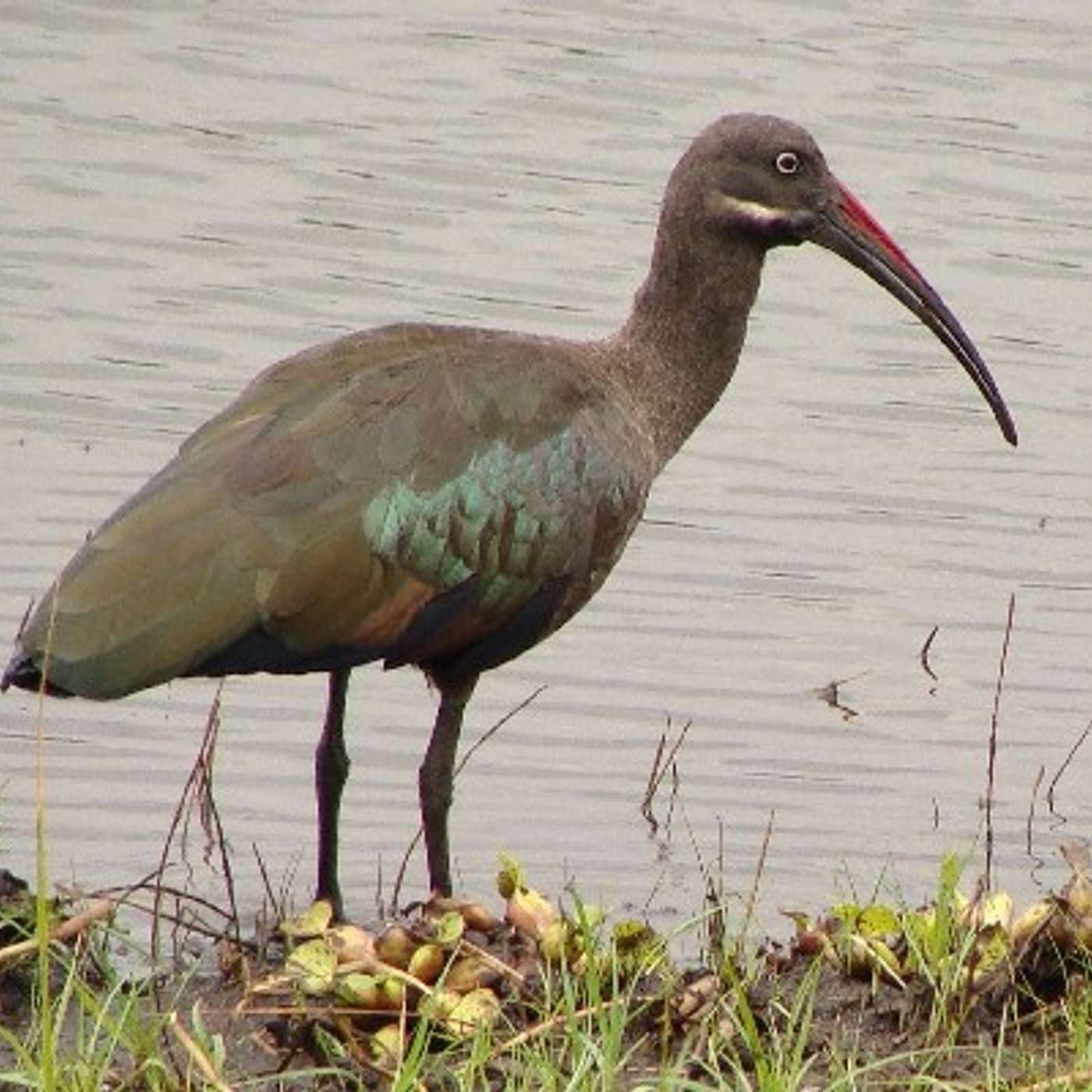 EP 5. Hadada Ibis