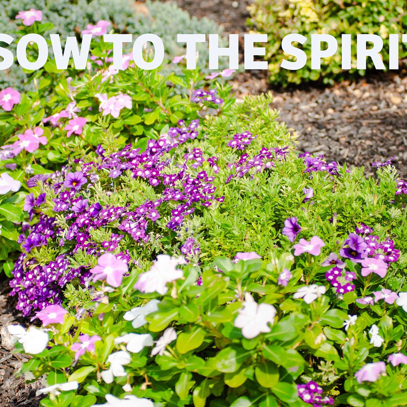 Sowing for Life Everlasting