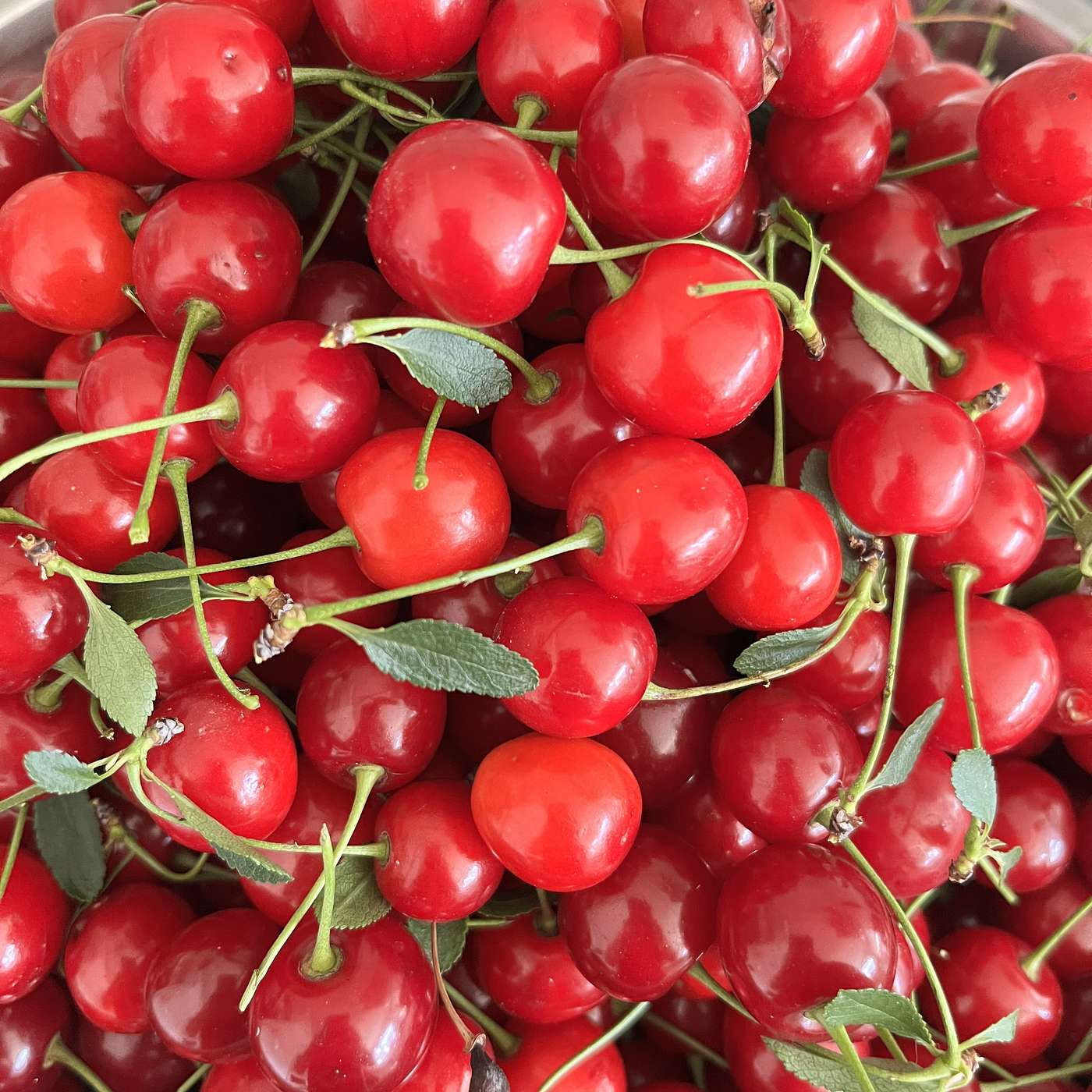 S5 E2 Adventures with Cherries!
