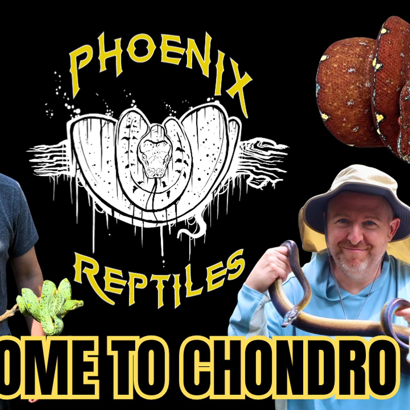 What Makes A TRUE Blue Line Green Tree Python? The Mayor Breaks It All Down