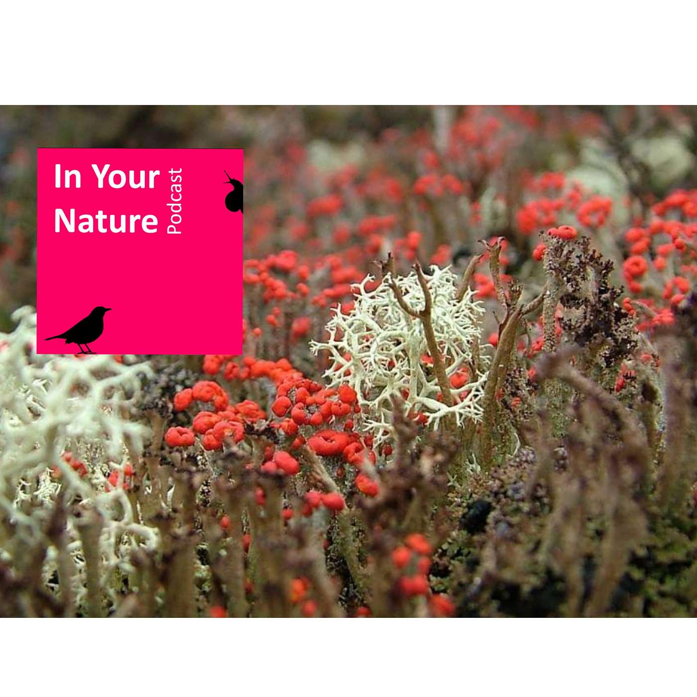 In Your Nature Ep 05 - Bogs