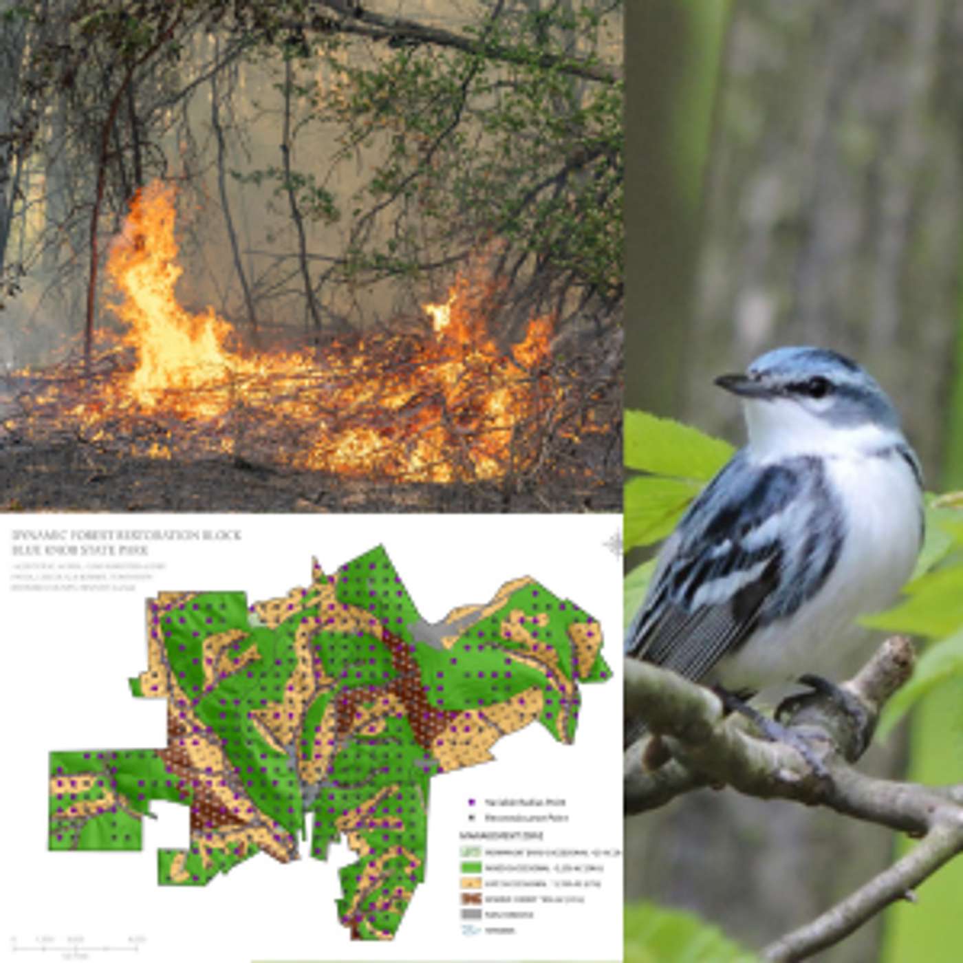 S.6 Ep.6: Landscape Change: Dynamic Forest Restoration Blocks