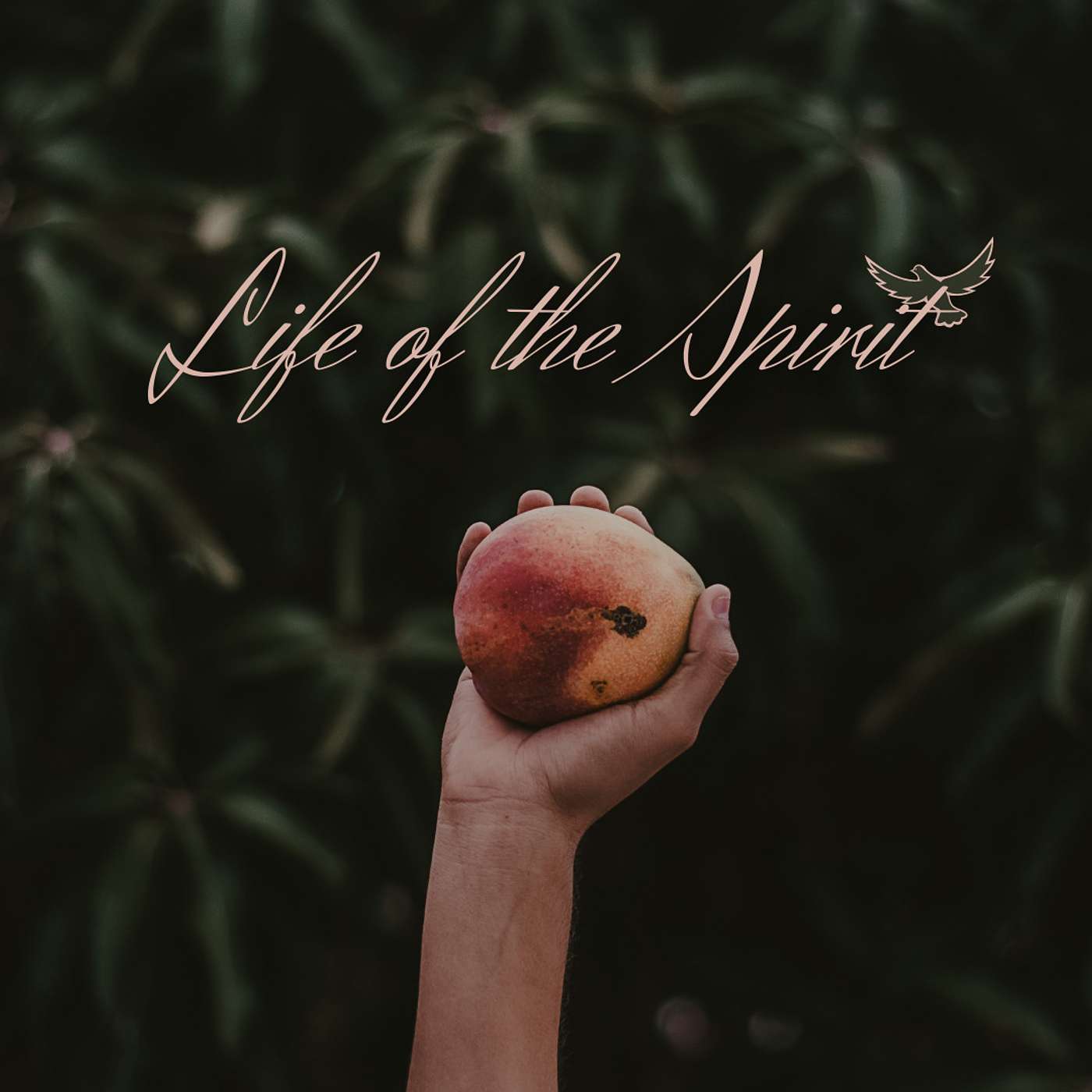 Transformed by the Spirit: The True Vine