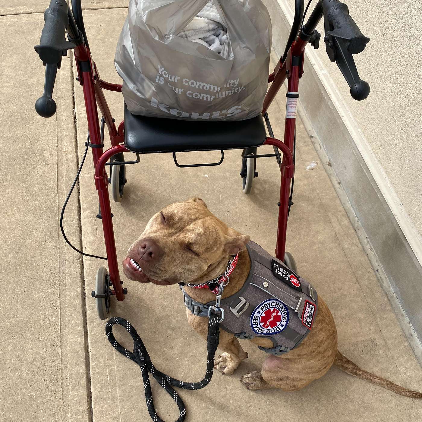 Service Pittie