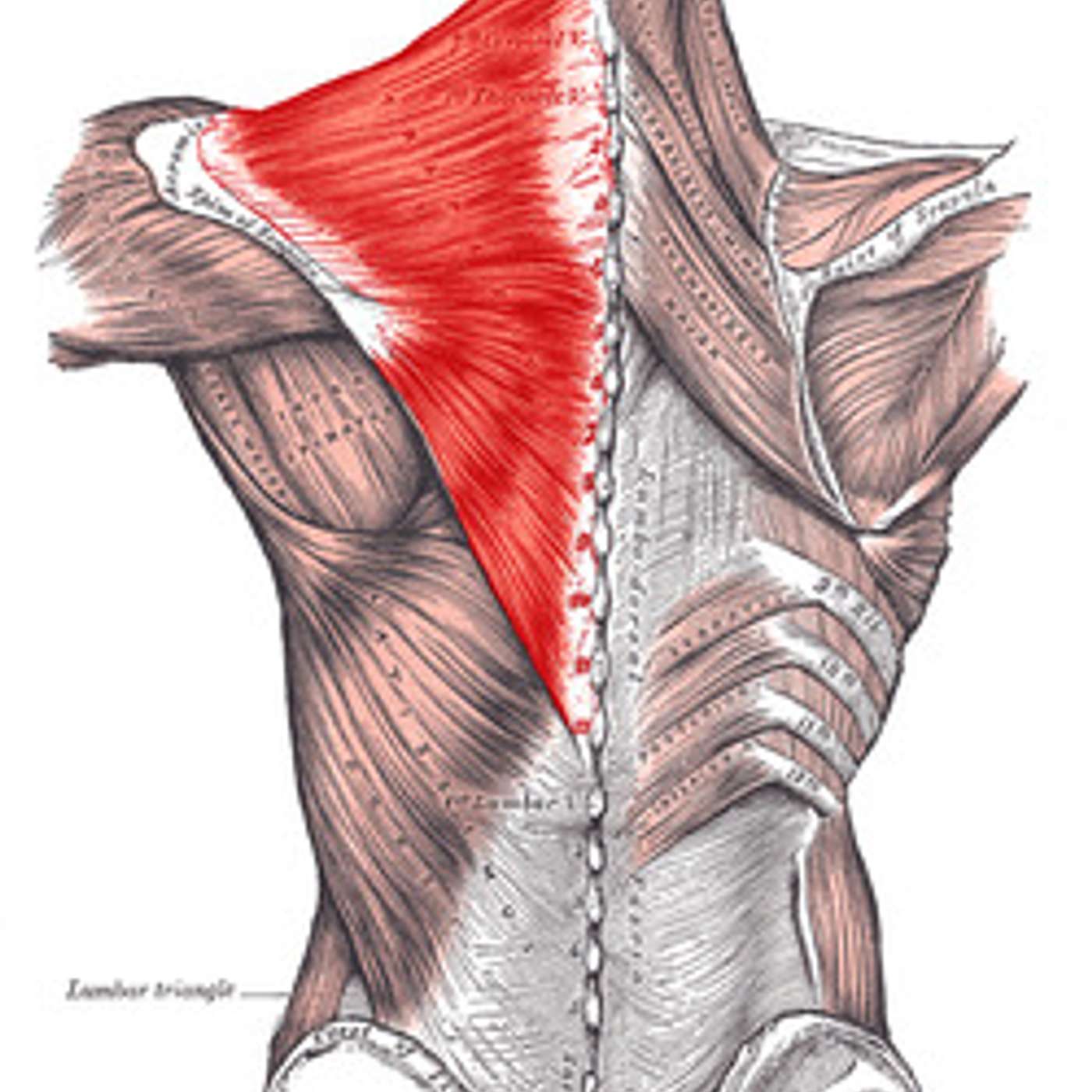 36th Edition of ANABOLIC ACADEMY: Mr. Olympia CONTENDERS, Lifting Technique Trapezius,  Best POSERS episode artwork