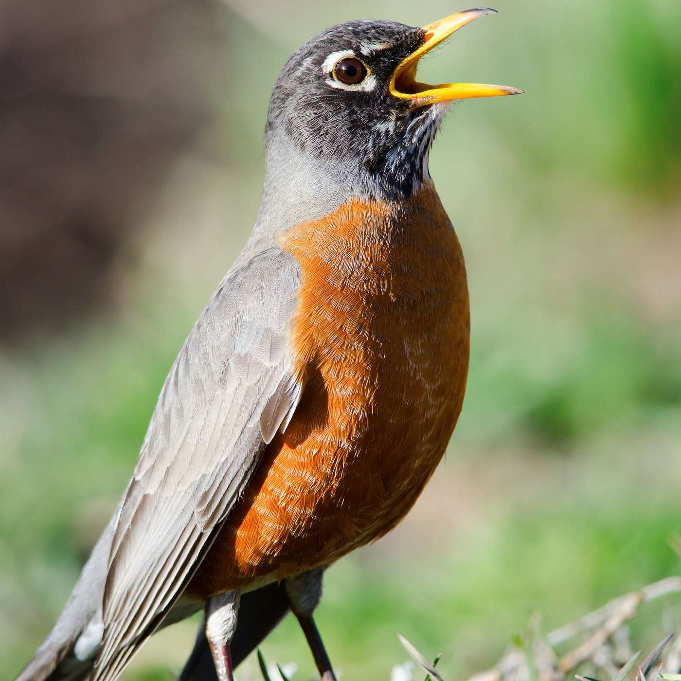 A Conversation with Nancy Steele, President of the Northern Arizona Audubon Society episode artwork