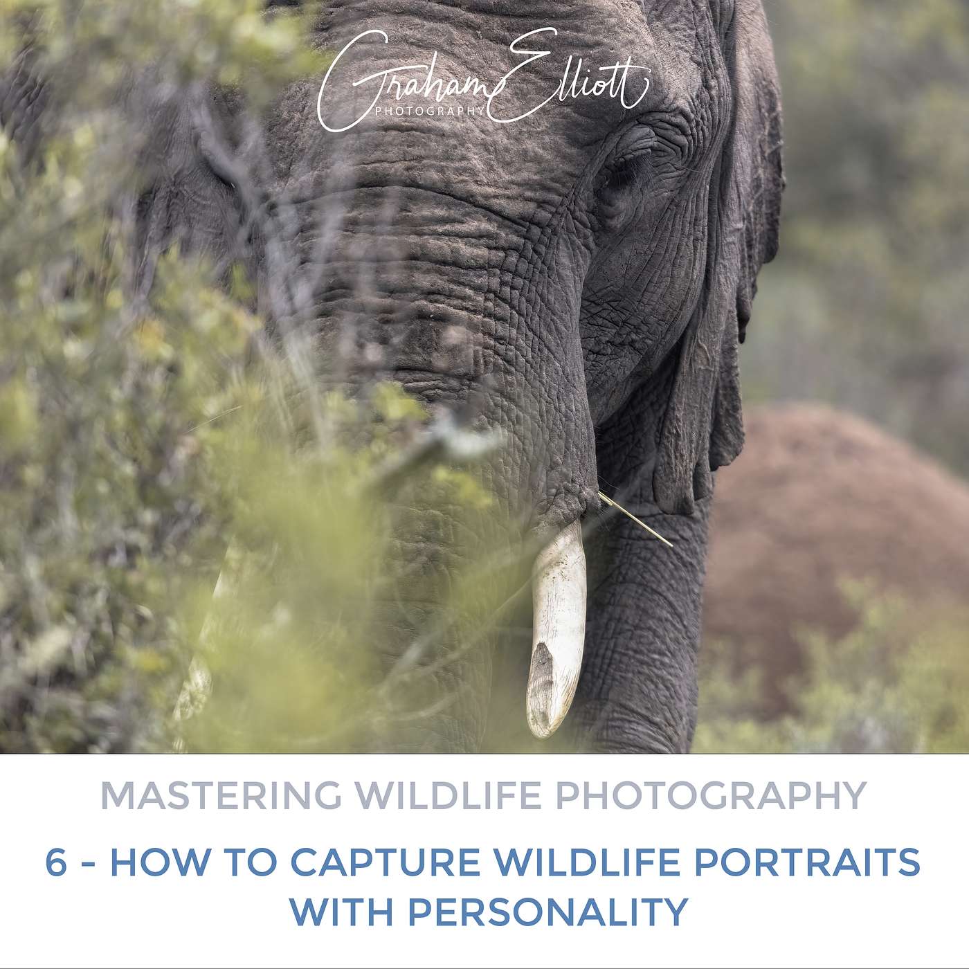 Mastering Wildlife Photography Part 6: How to Capture Wildlife Portraits With Personality Mastering Wildlife Photography Part 6: How to Capture Wildlife Portraits With Personality