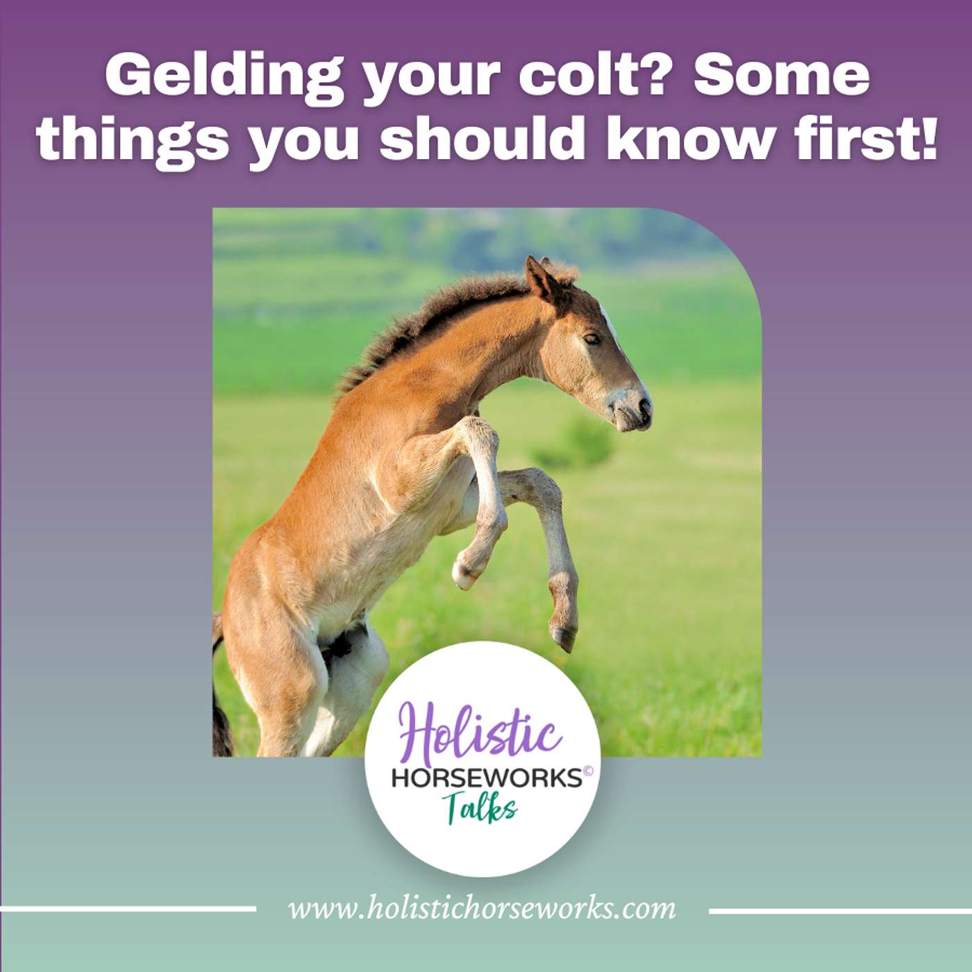 Holistic Horseworks Talks with April Love