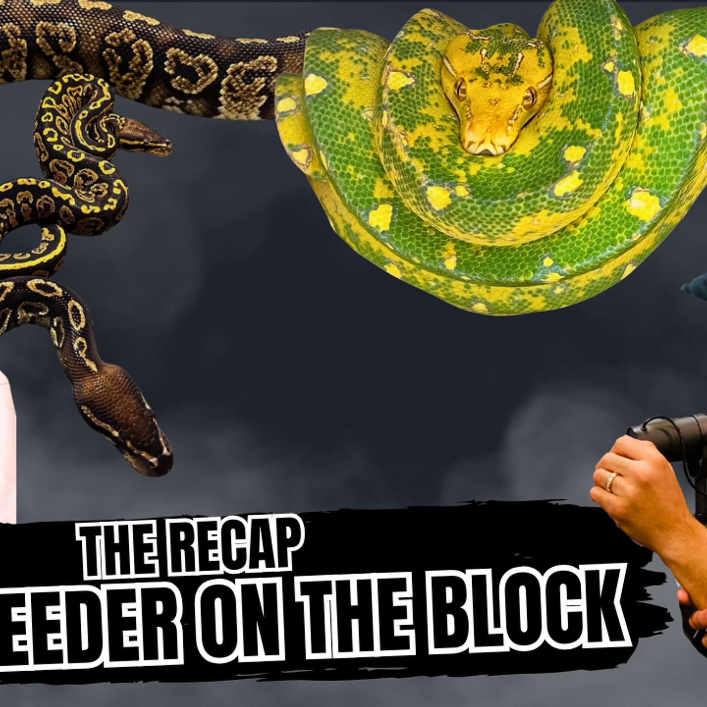 Deep Dive On The Bambino Ball Python Morph | NBB The Recap Live