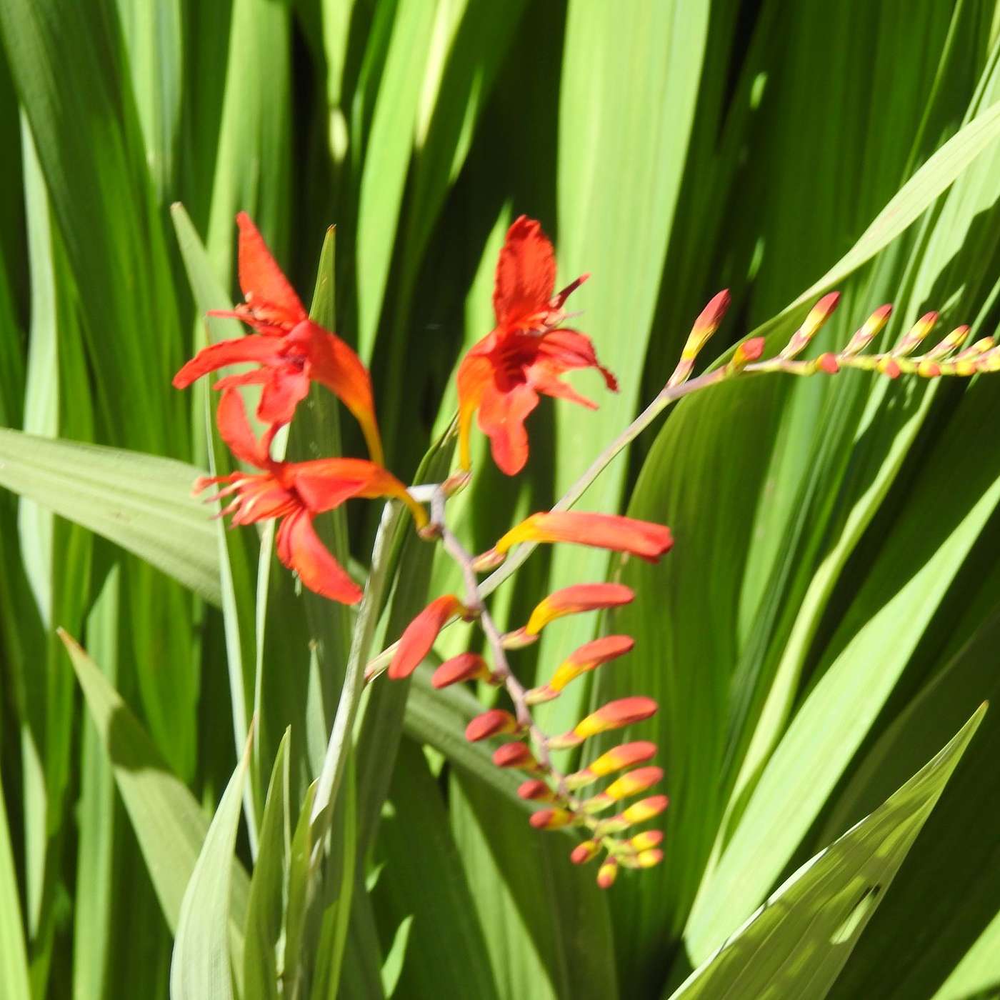 THE FLOWER ON THE PLANT MAY SEEM SMALL