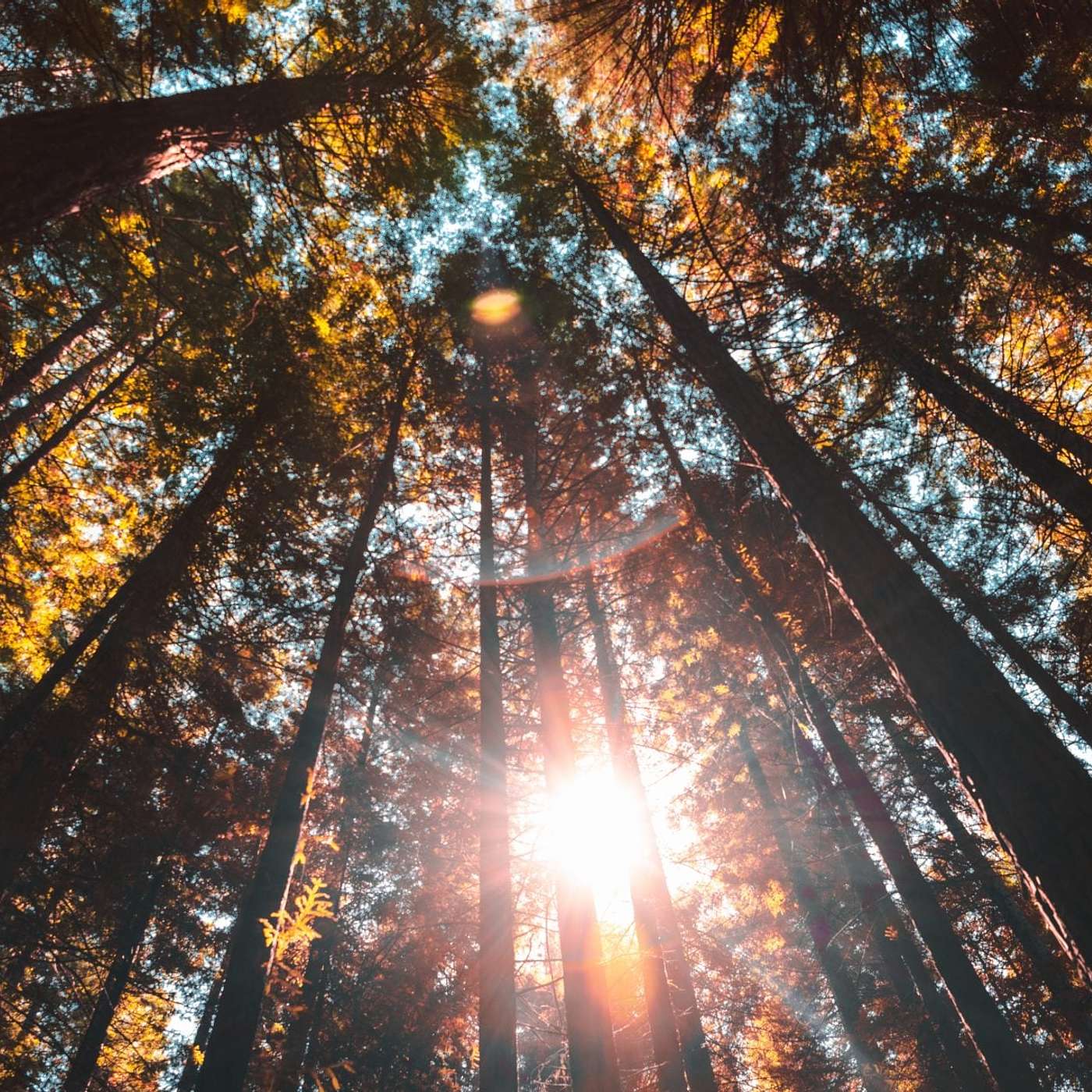Sunday Service Podcast March 1st – The Collective Dream
