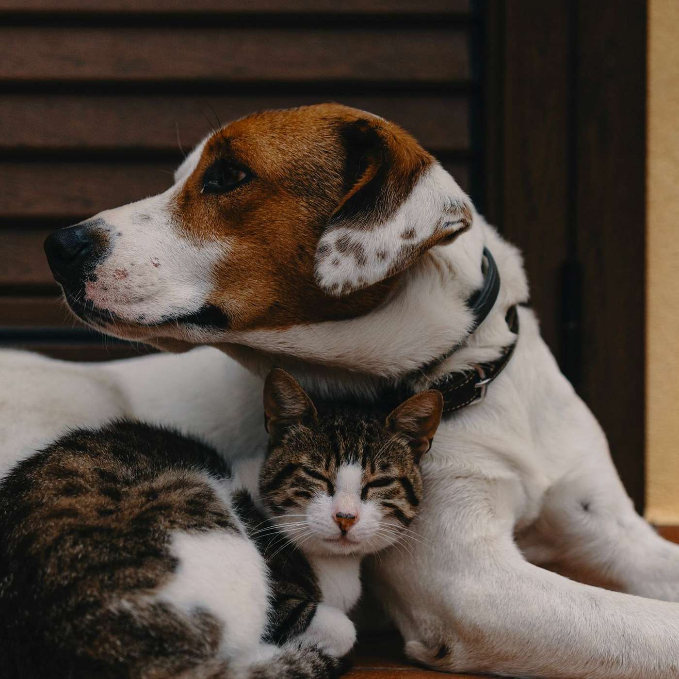 How Pets Help With Depression: Real Stories of Comfort, Purpose & Healing