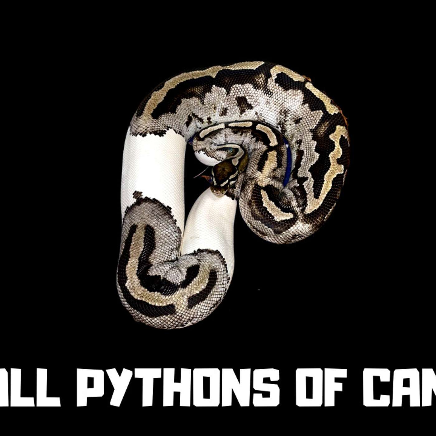 #134 TODD OF TL BALL PYTHONS | BALL PYTHONS CANADA | PIED BALL PYTHONS | TRAP TALK