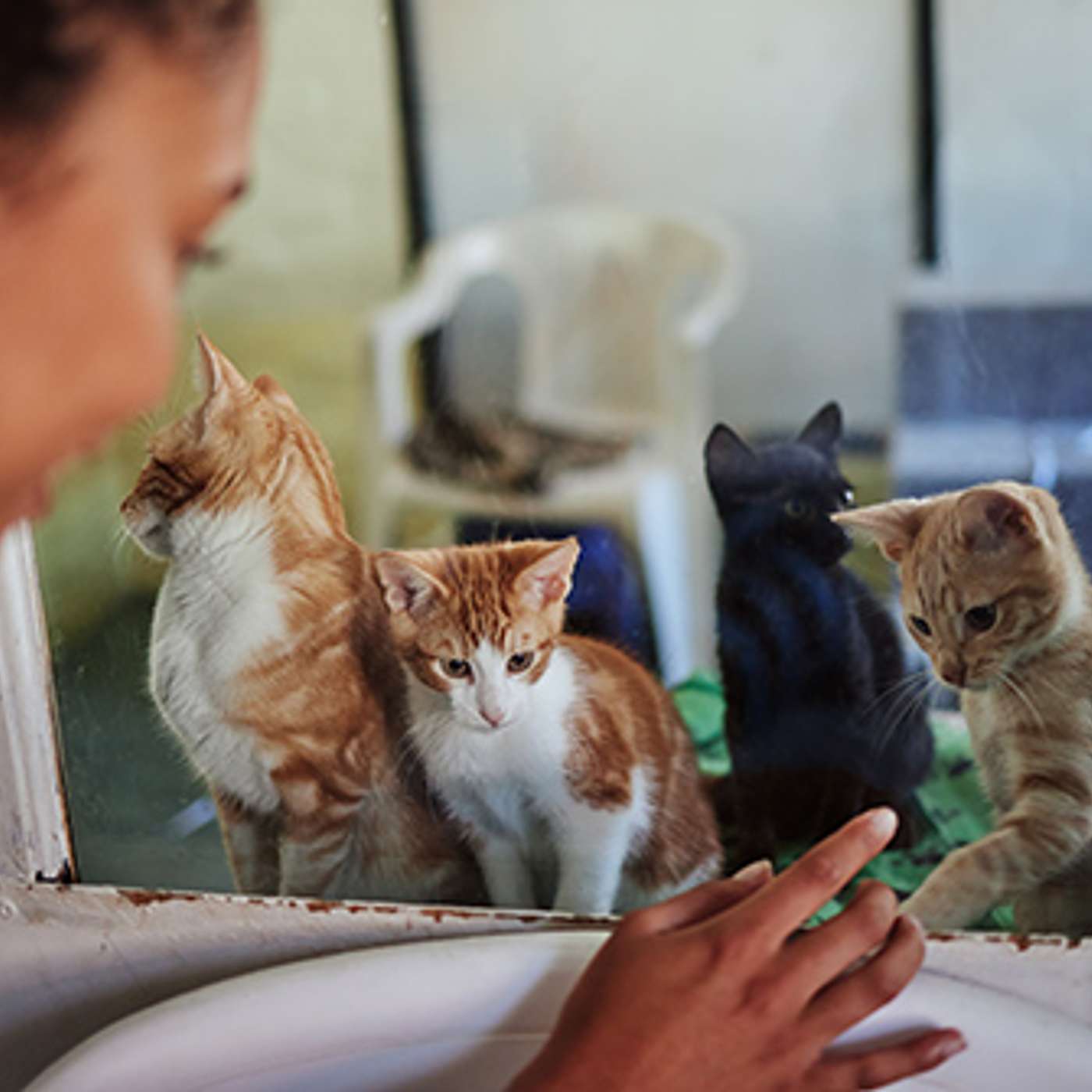 Complete Guide to Cat Ownership Complete Guide to Cat Ownership