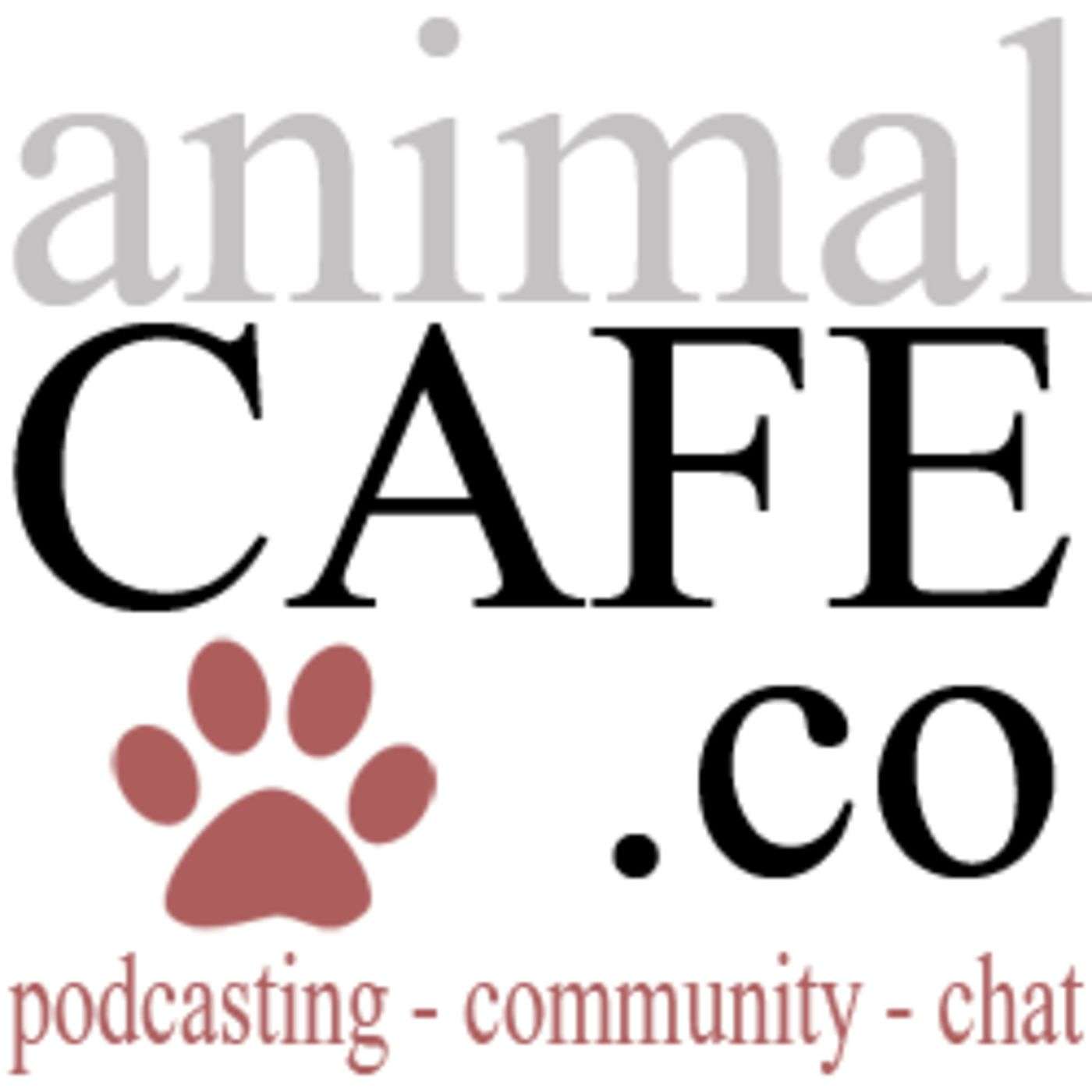 Animal Cafe