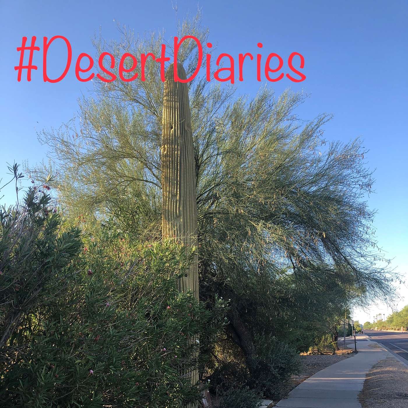 Week twelve: Our first monsoon and spy cacti