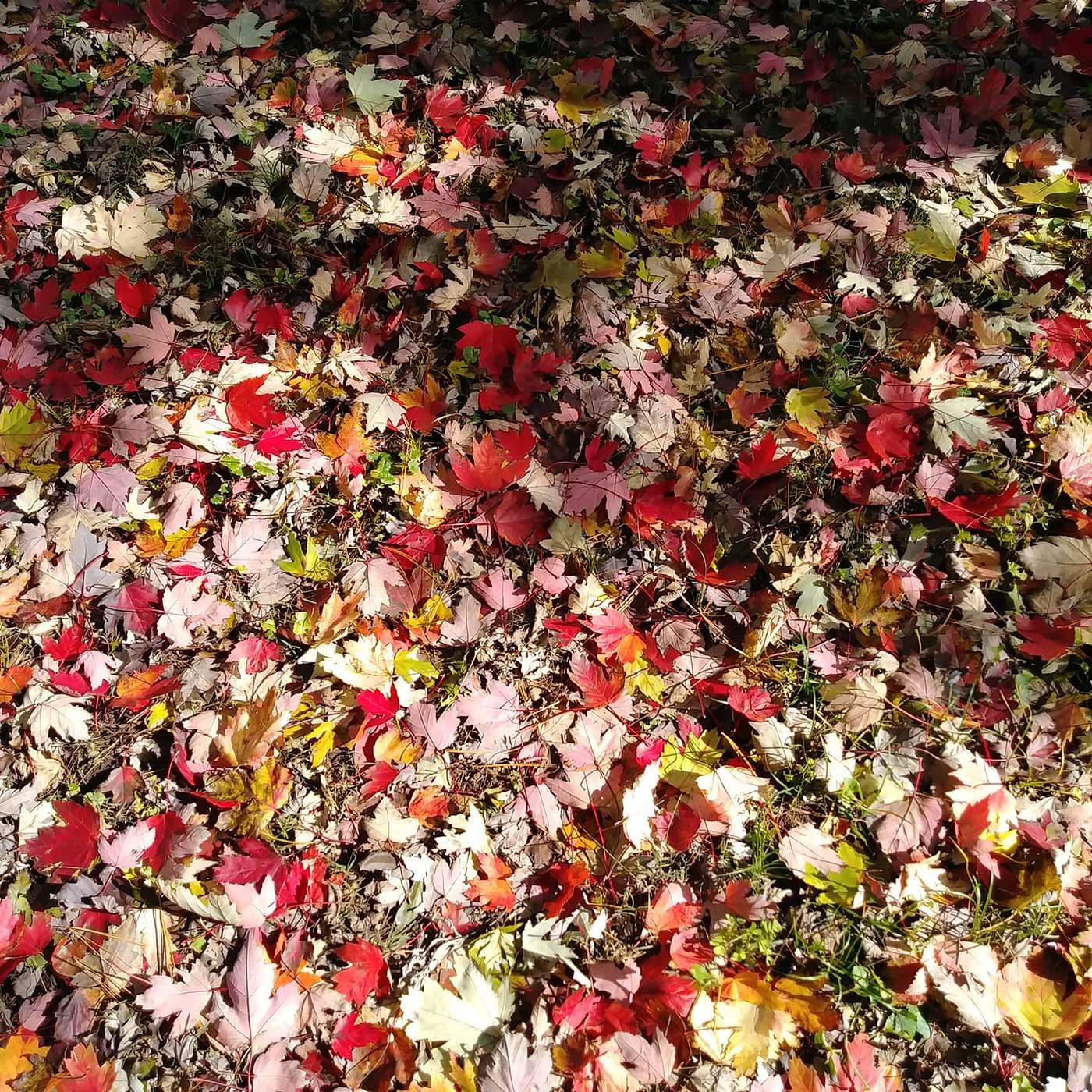 Ramblings through Vanaheim Podcast cover art