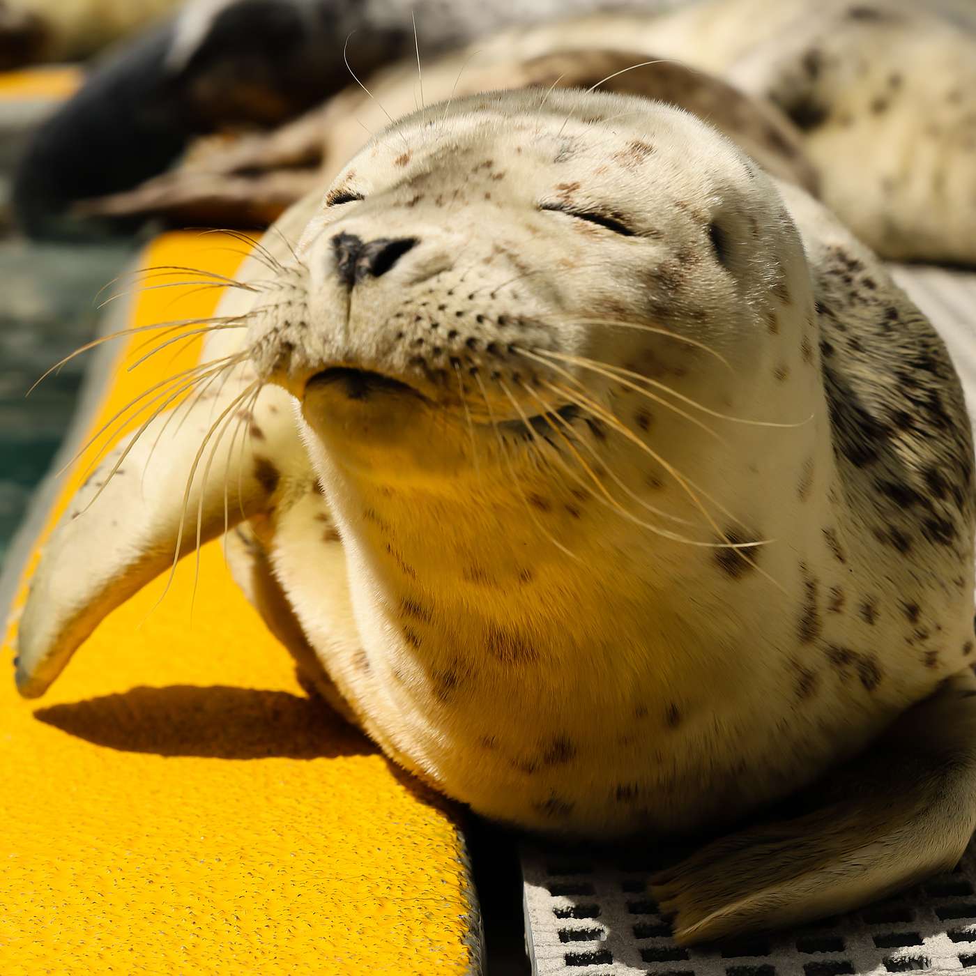Wildlife Disturbance and Behavior Change 