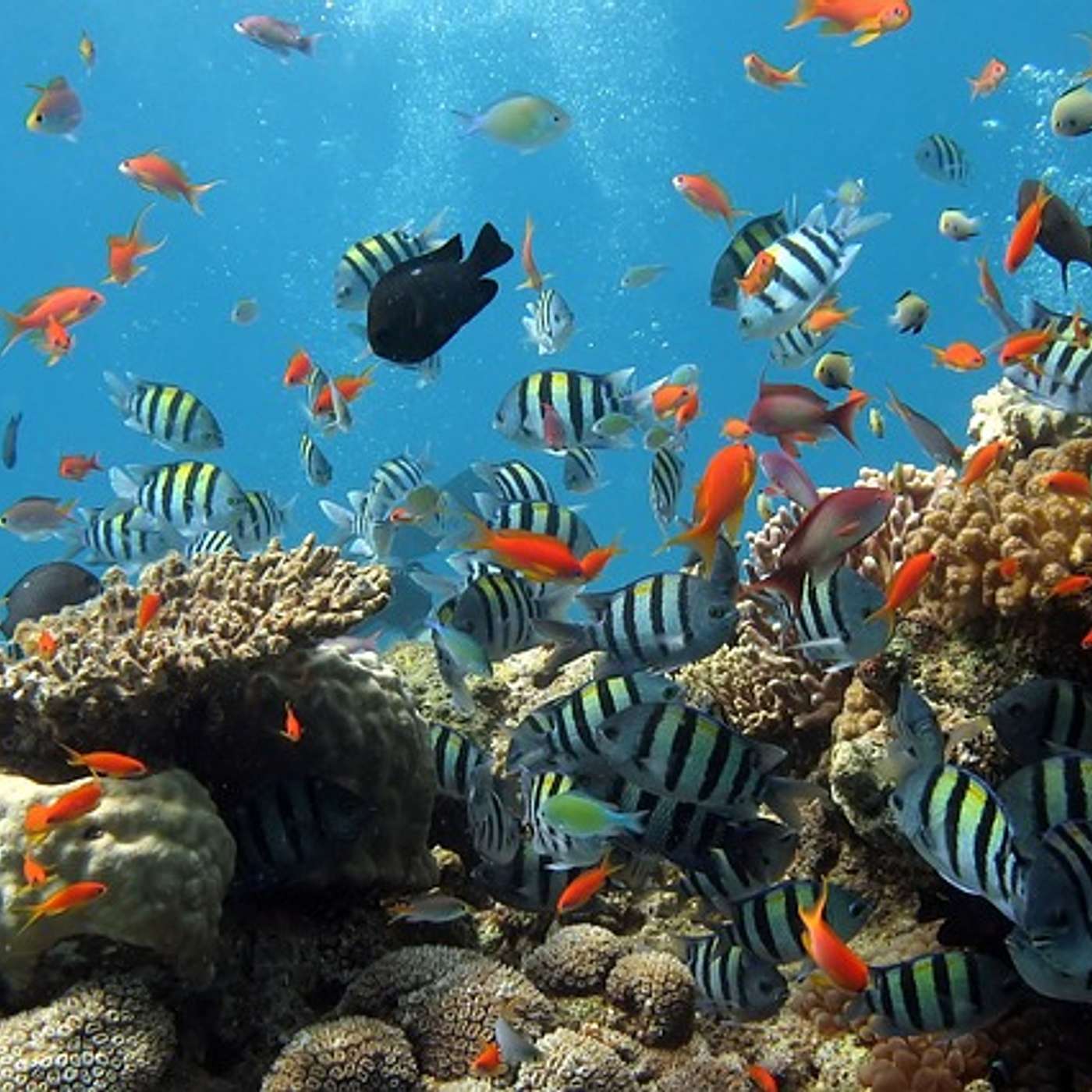 #025 The Keystone Life of Coral