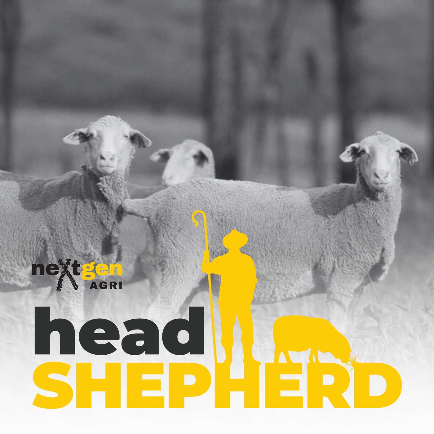 Breeding better sheep at Moojepin Merinos with Hamish Thompson