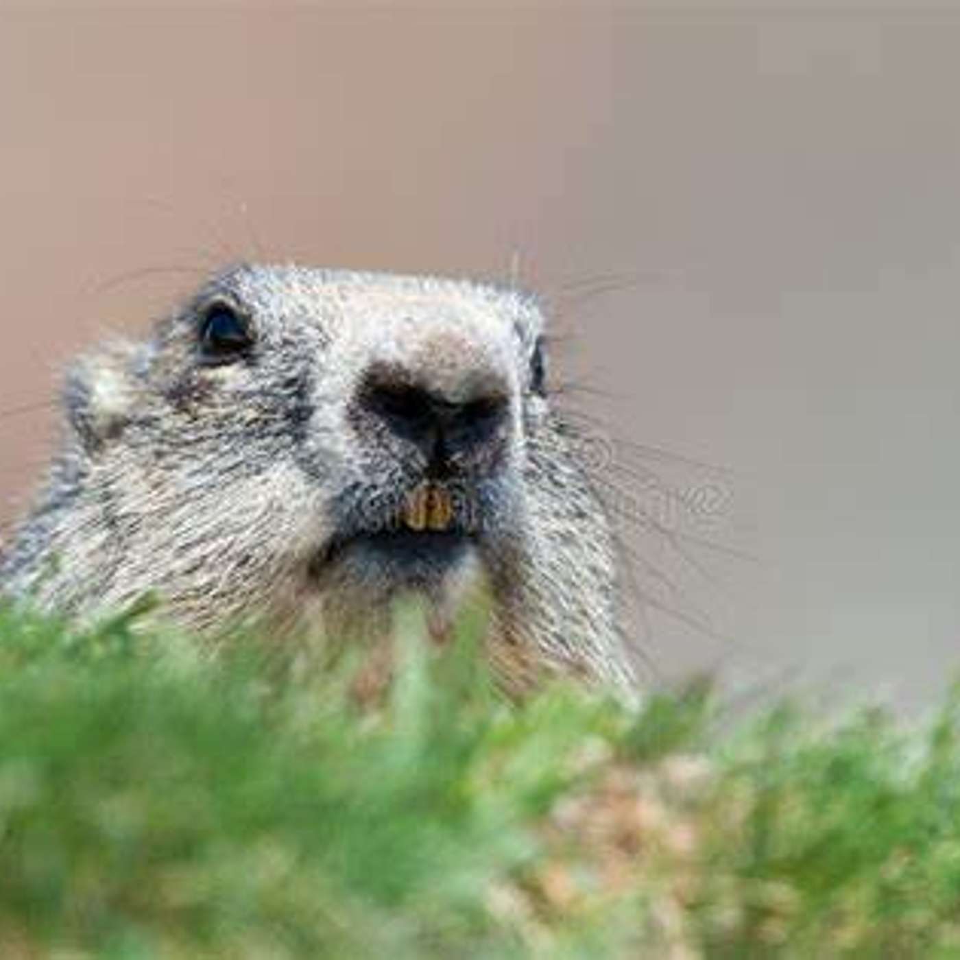 The Marmot