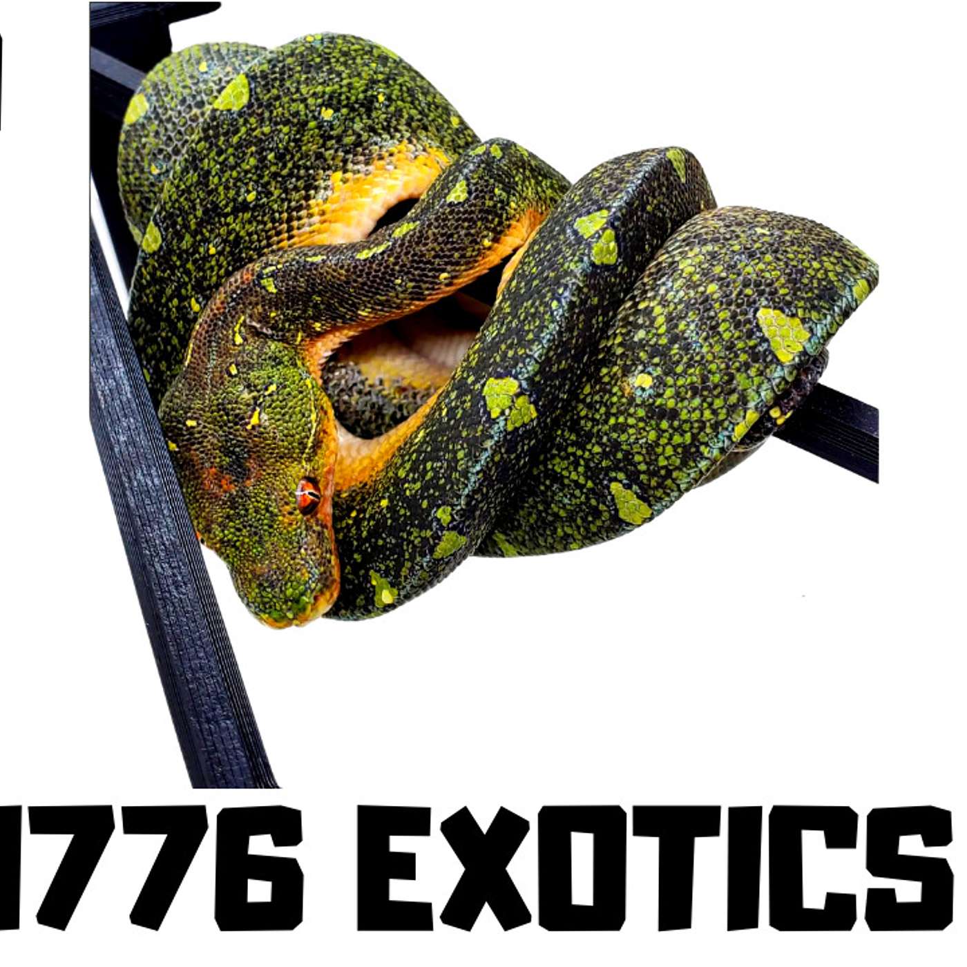 Up & coming Ball Python & Green Tree Python breeder out of Southern Florida | 1776 Exotics