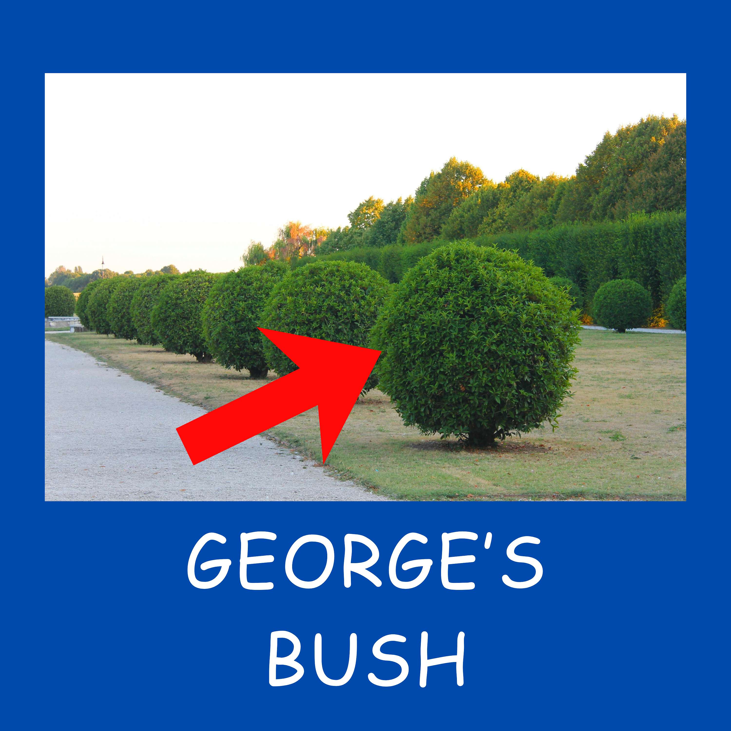 George's Bush