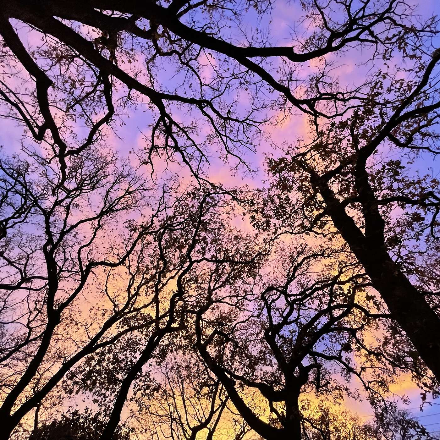 The Garden Within: A Sleep Story for Rest and Calm The Garden Within: A Sleep Story for Rest and Calm