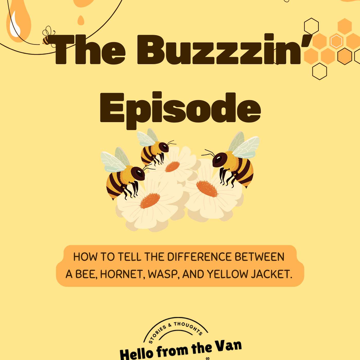 Bees vs Wasps & How To Tell the Difference episode artwork