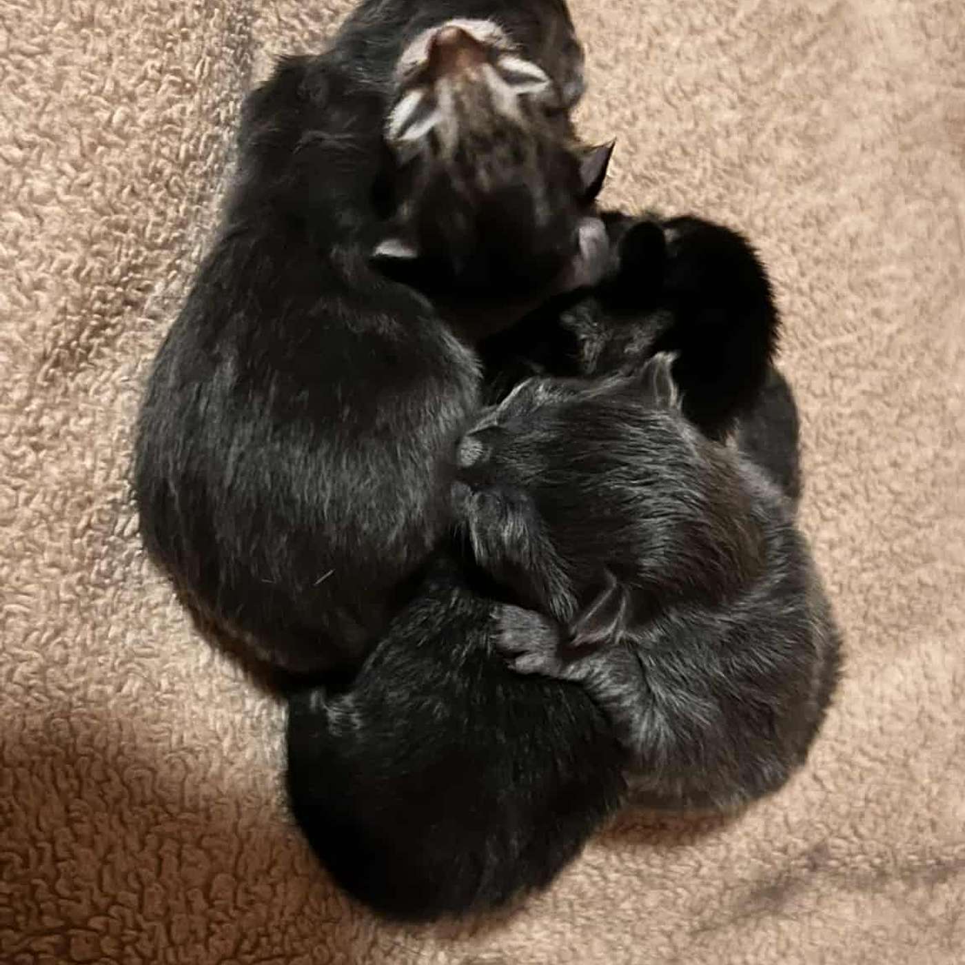 It's literal KITTEN MANIA! Melanie is back from CLAWS in Ellicottville with 10 new kittens!