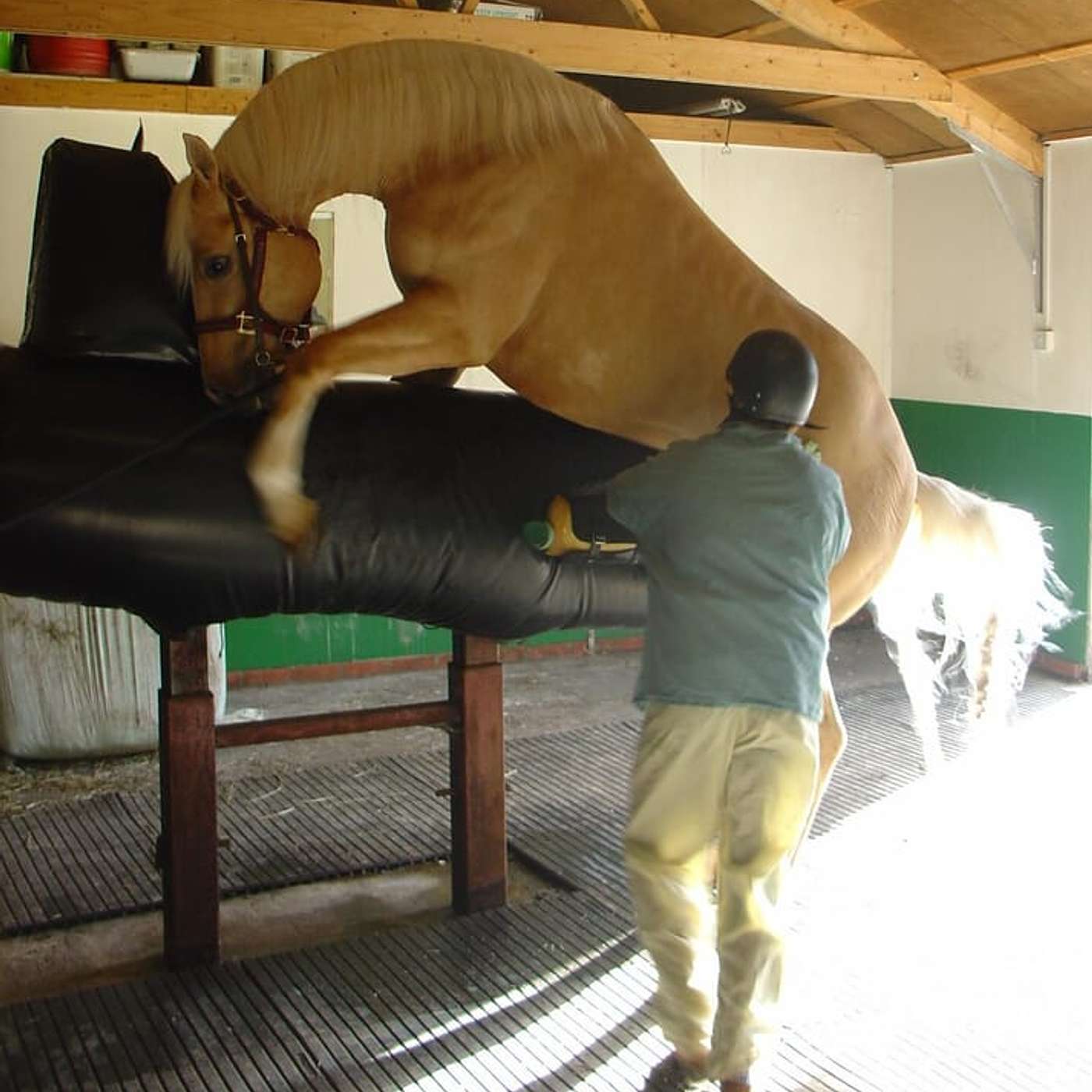 Meet the Vets - The Pros and Cons of AI for your mares and stallions episode artwork