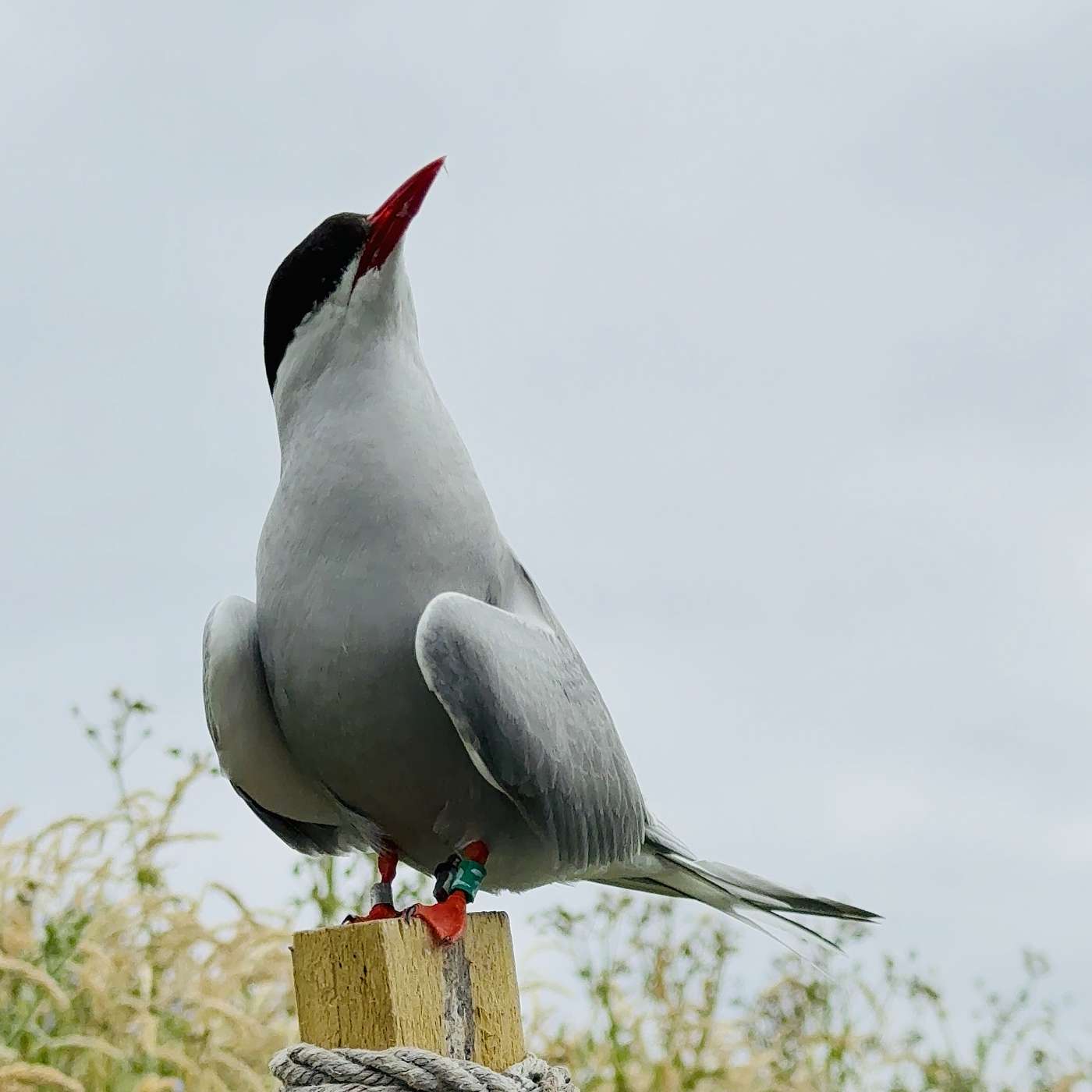A Visit to Inner Farne Island: Puffins, Terns & St Cuthbert; and Mrs Proudie’s Fury in Barchester Towers