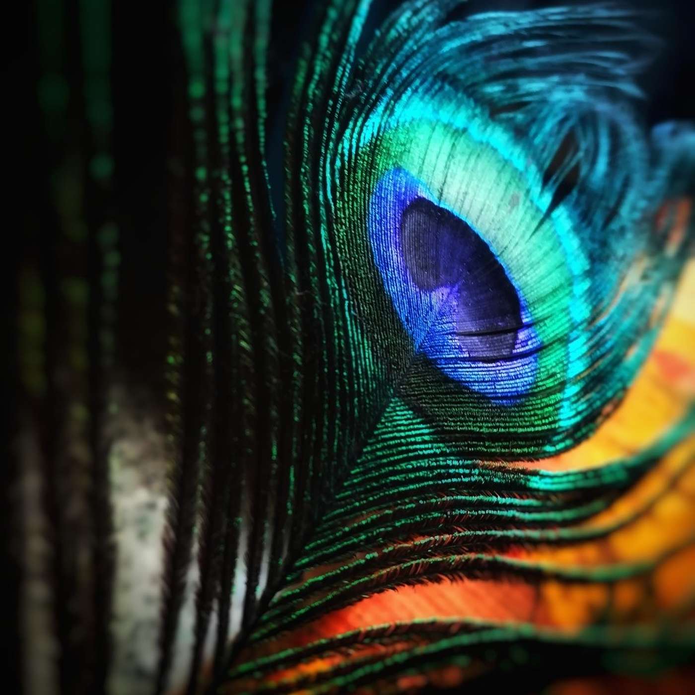 Episode #131 Readings & Riffs #61 A Strange Feather