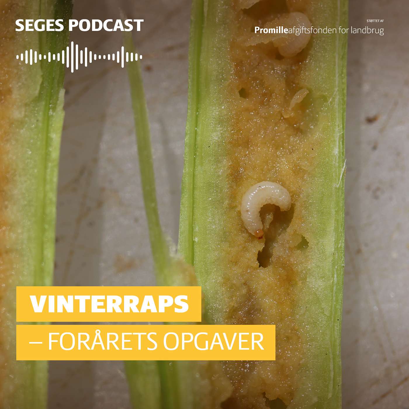 Din Mark Lige Nu: Vinterraps - forårets opgaver Din Mark Lige Nu: Vinterraps - forårets opgaver