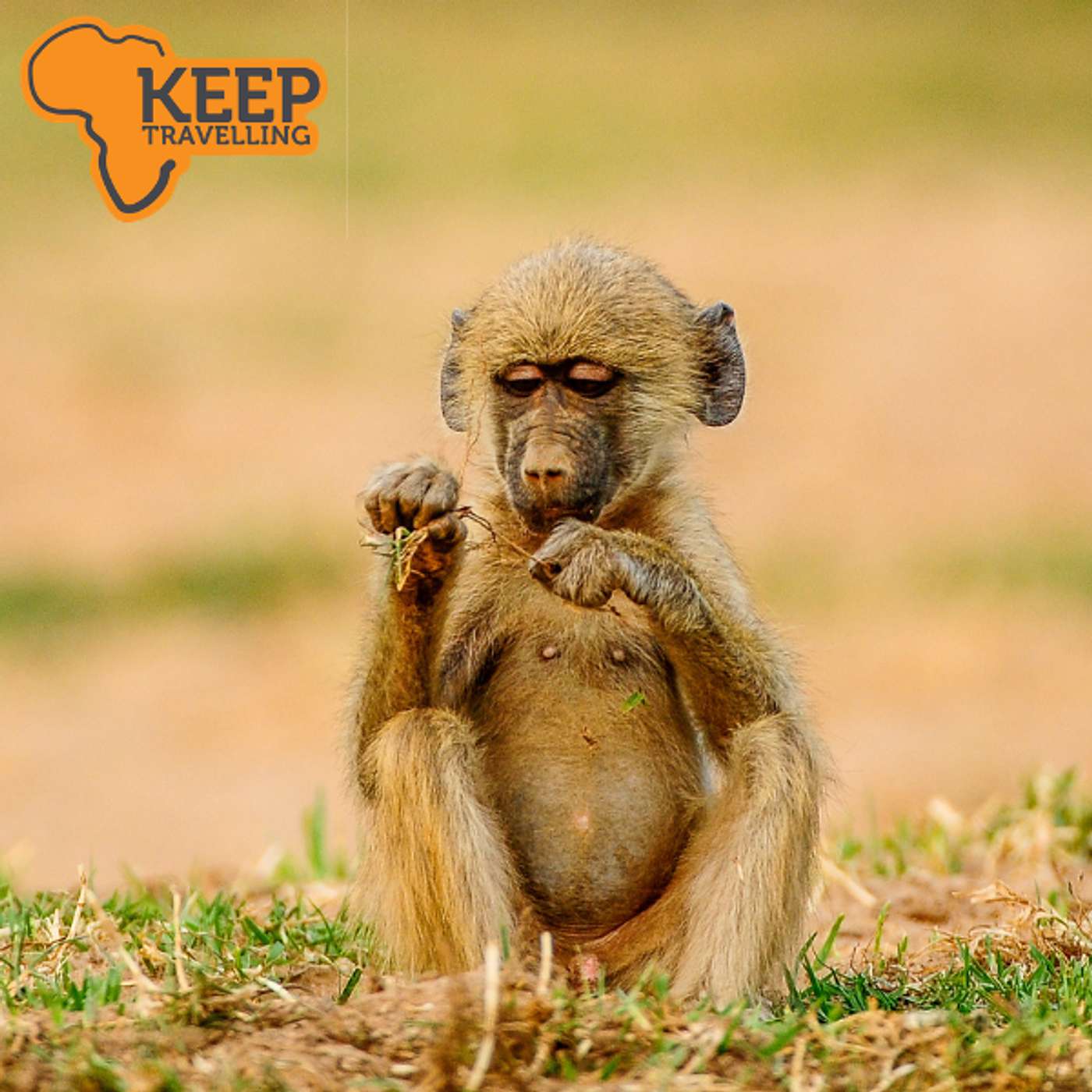 Safari in a Private Game Reserve, Limpopo, South Africa