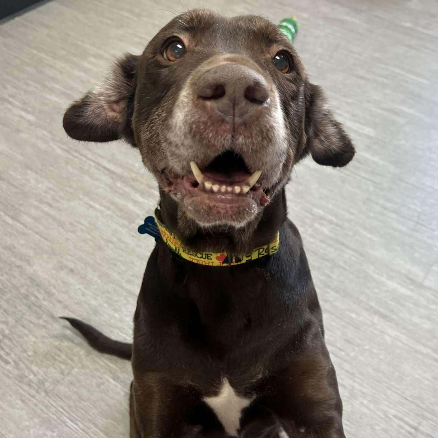 Your New Best Friend is Waiting: Meet Louise 💖