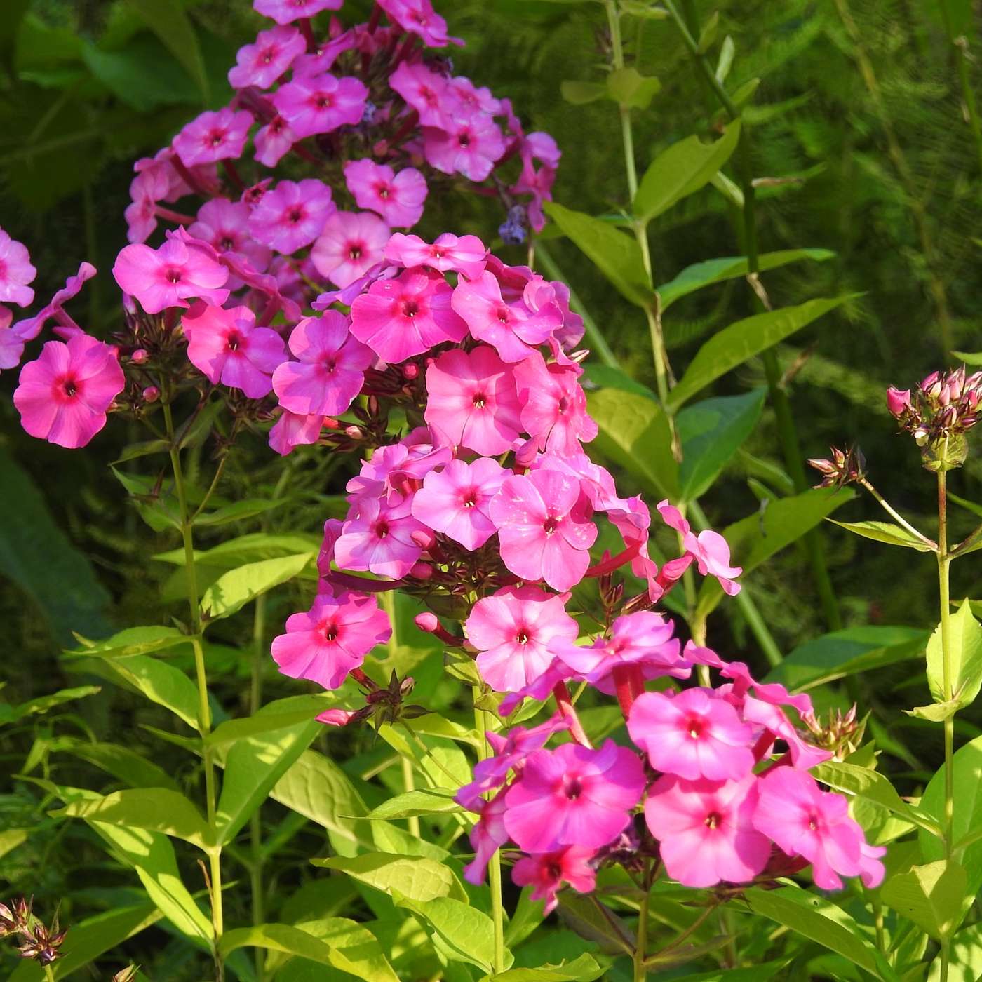 THE PHLOX ARE IN BLOOM